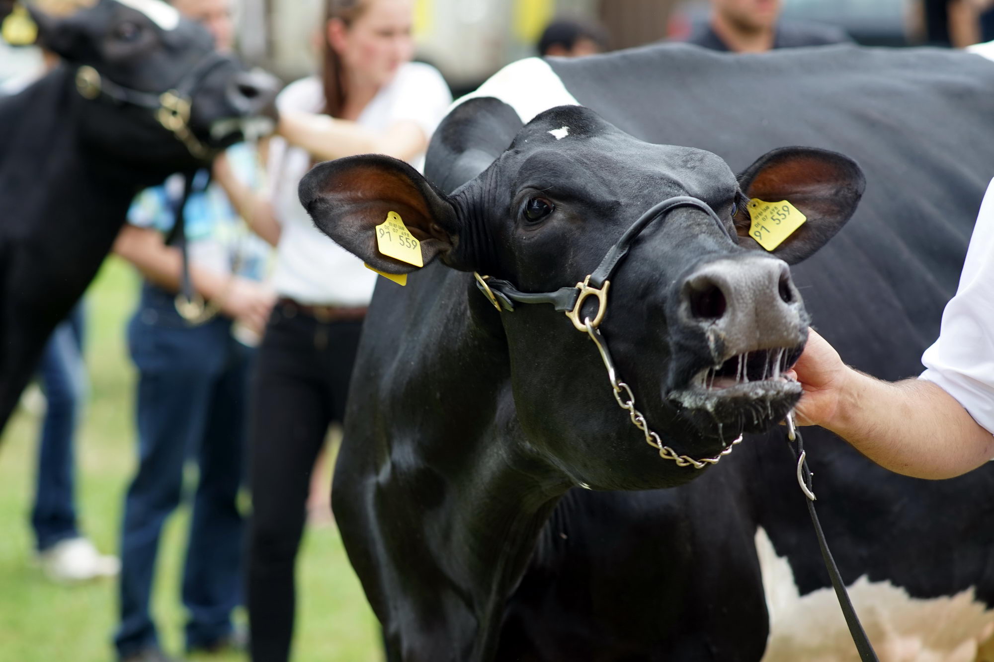 2016 07 17 webenheim kuehe 242