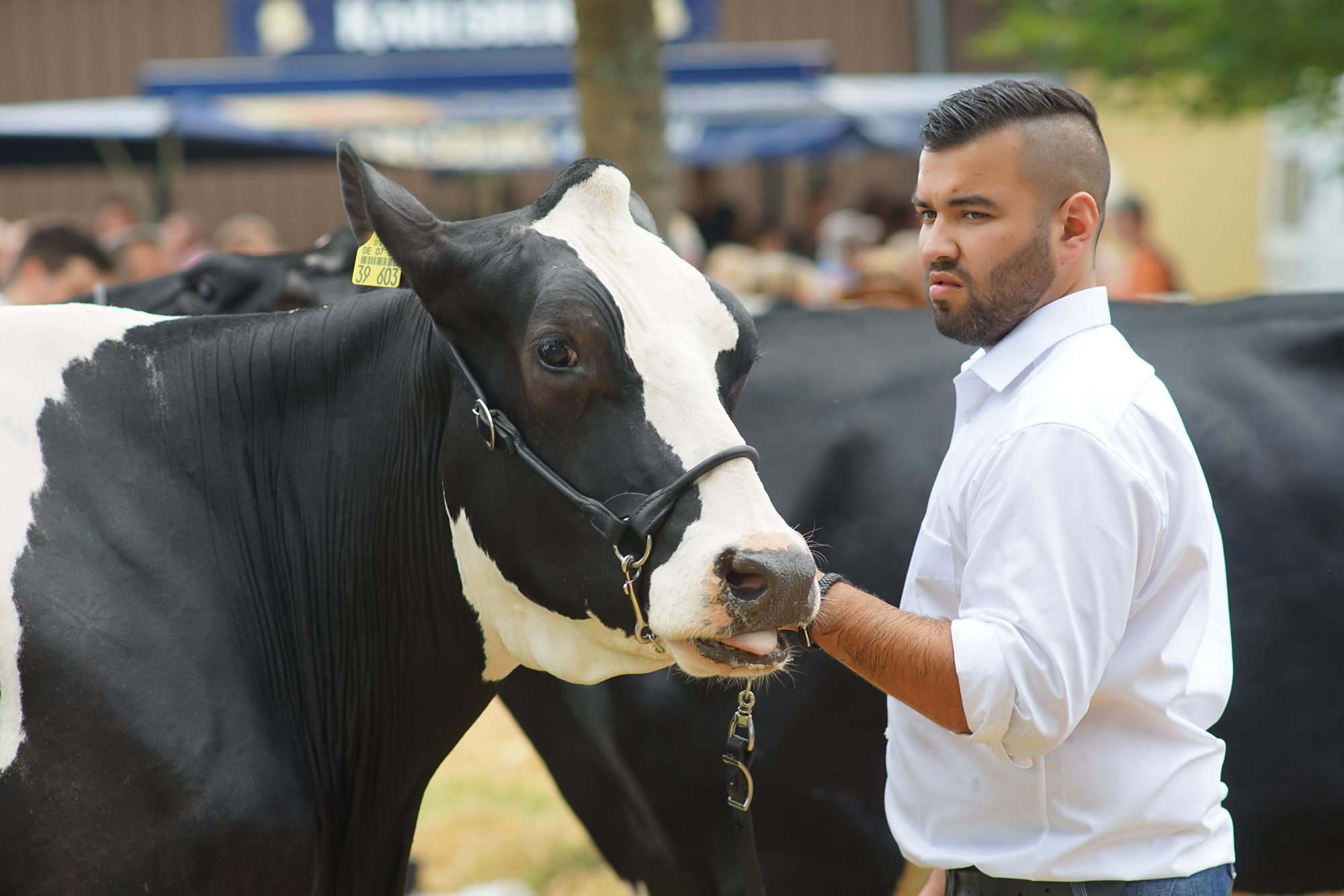 2016 07 17 webenheim kuehe 243