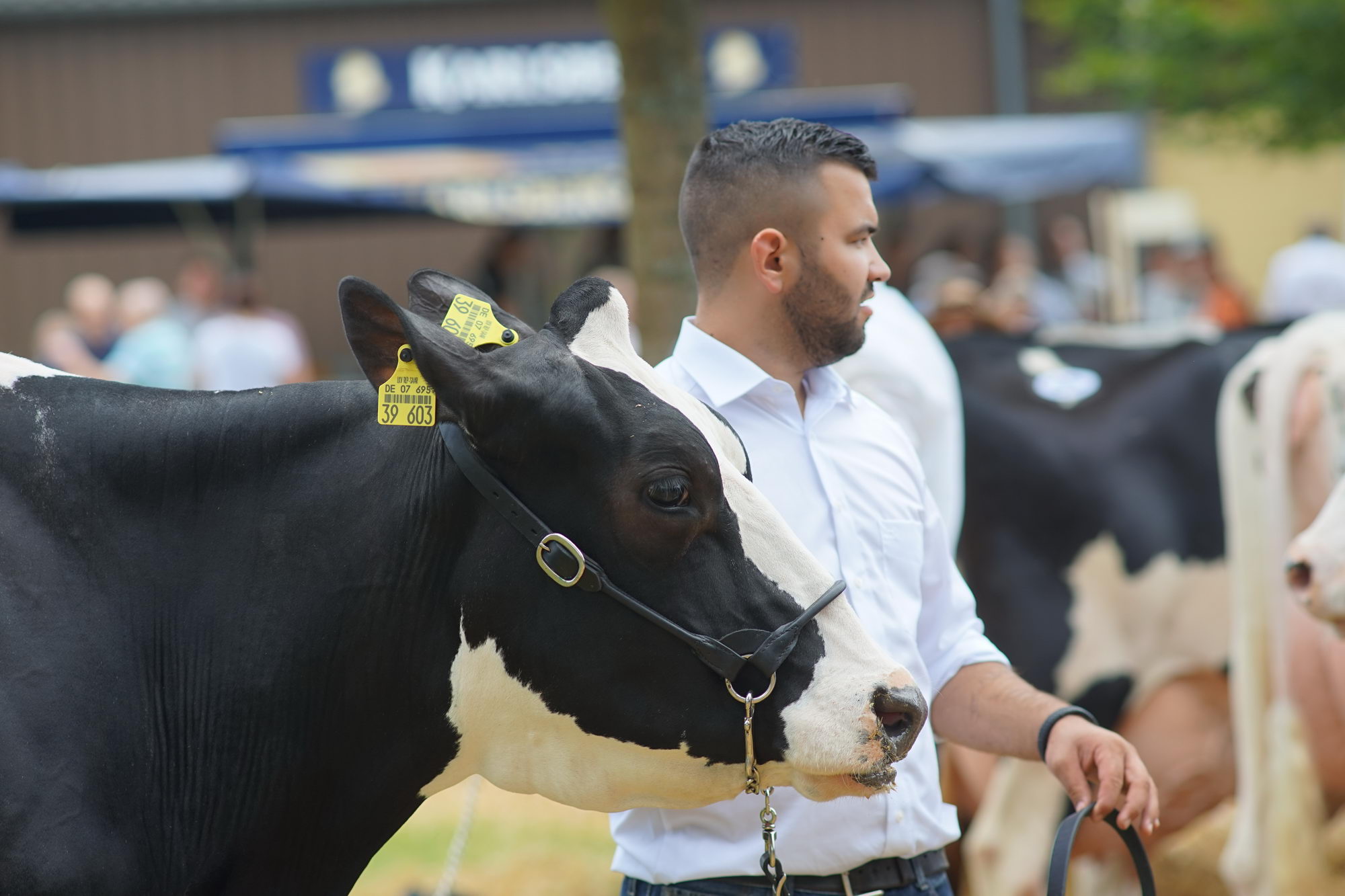 2016 07 17 webenheim kuehe 244