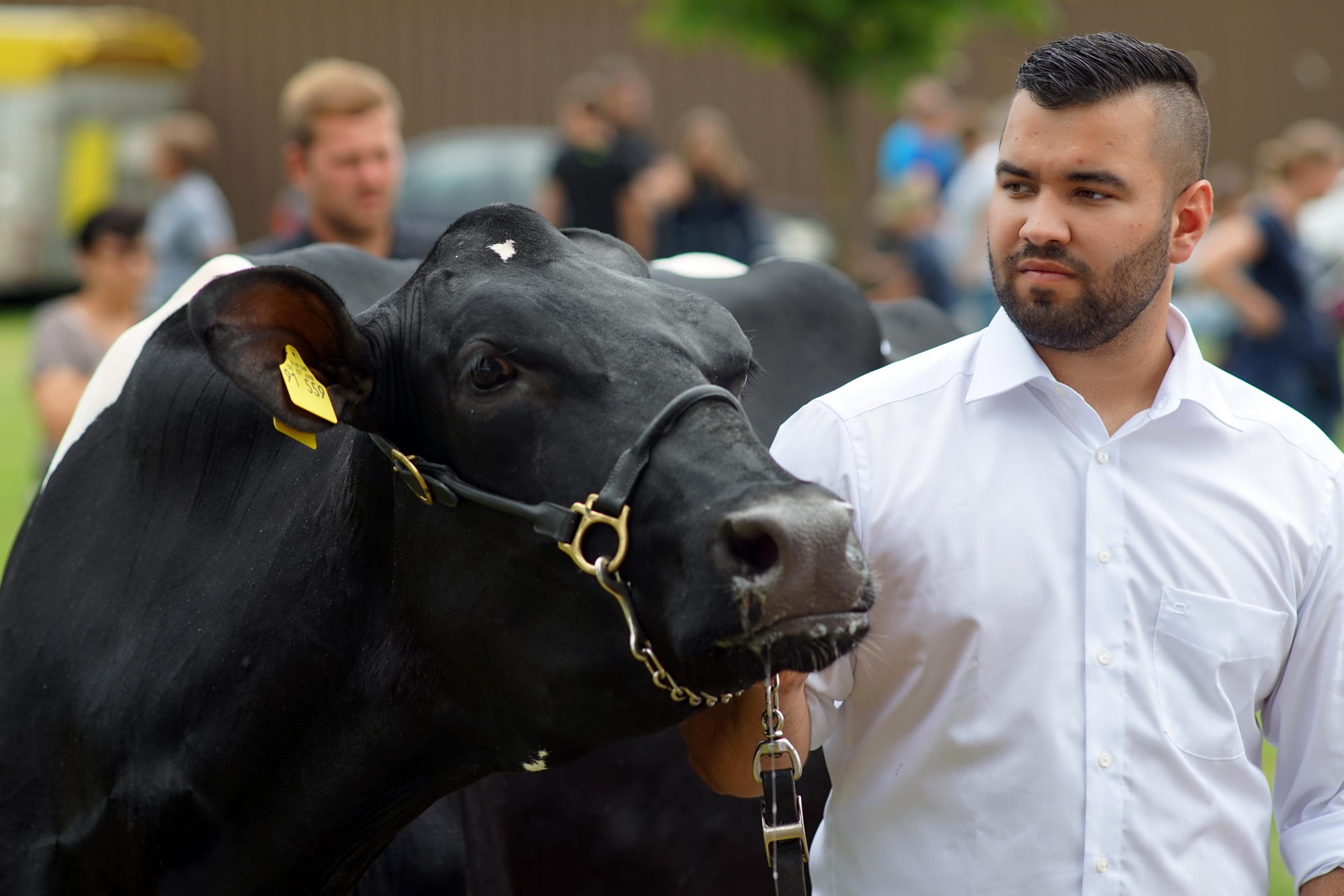 2016 07 17 webenheim kuehe 245