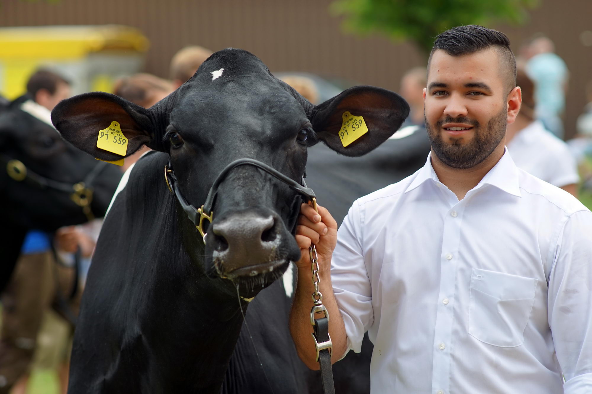 2016 07 17 webenheim kuehe 246