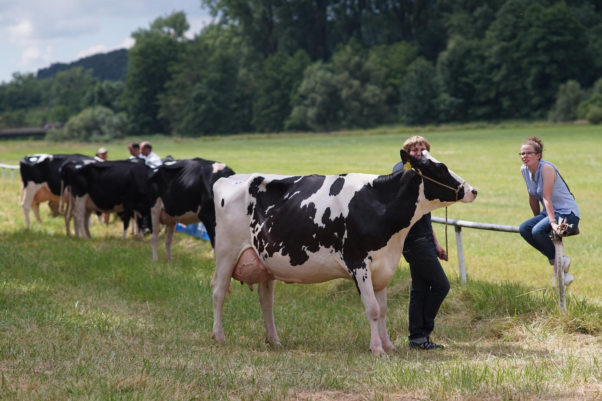 2016 07 17 webenheim kuehe 247