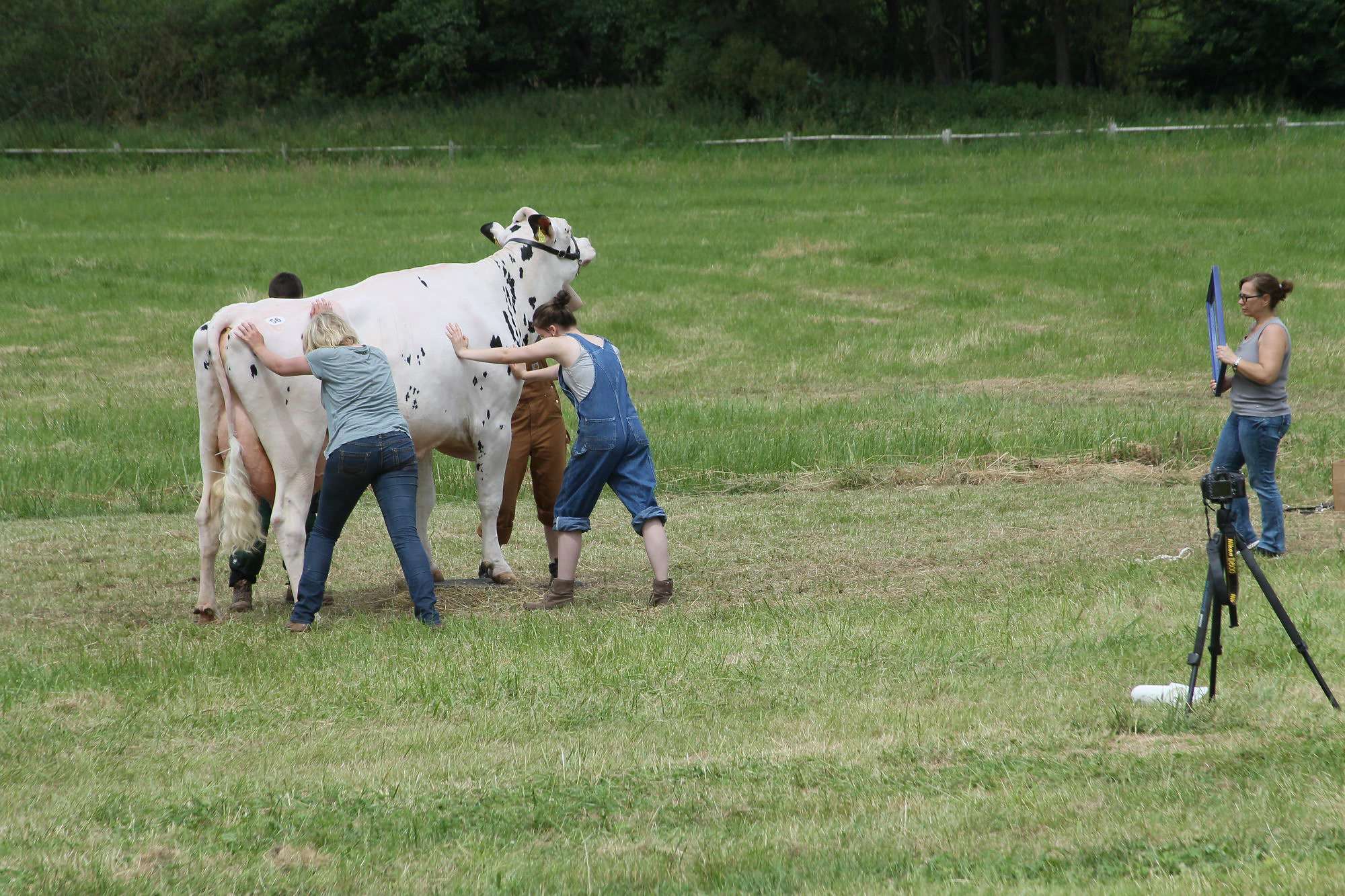 2016 07 17 webenheim kuehe 248