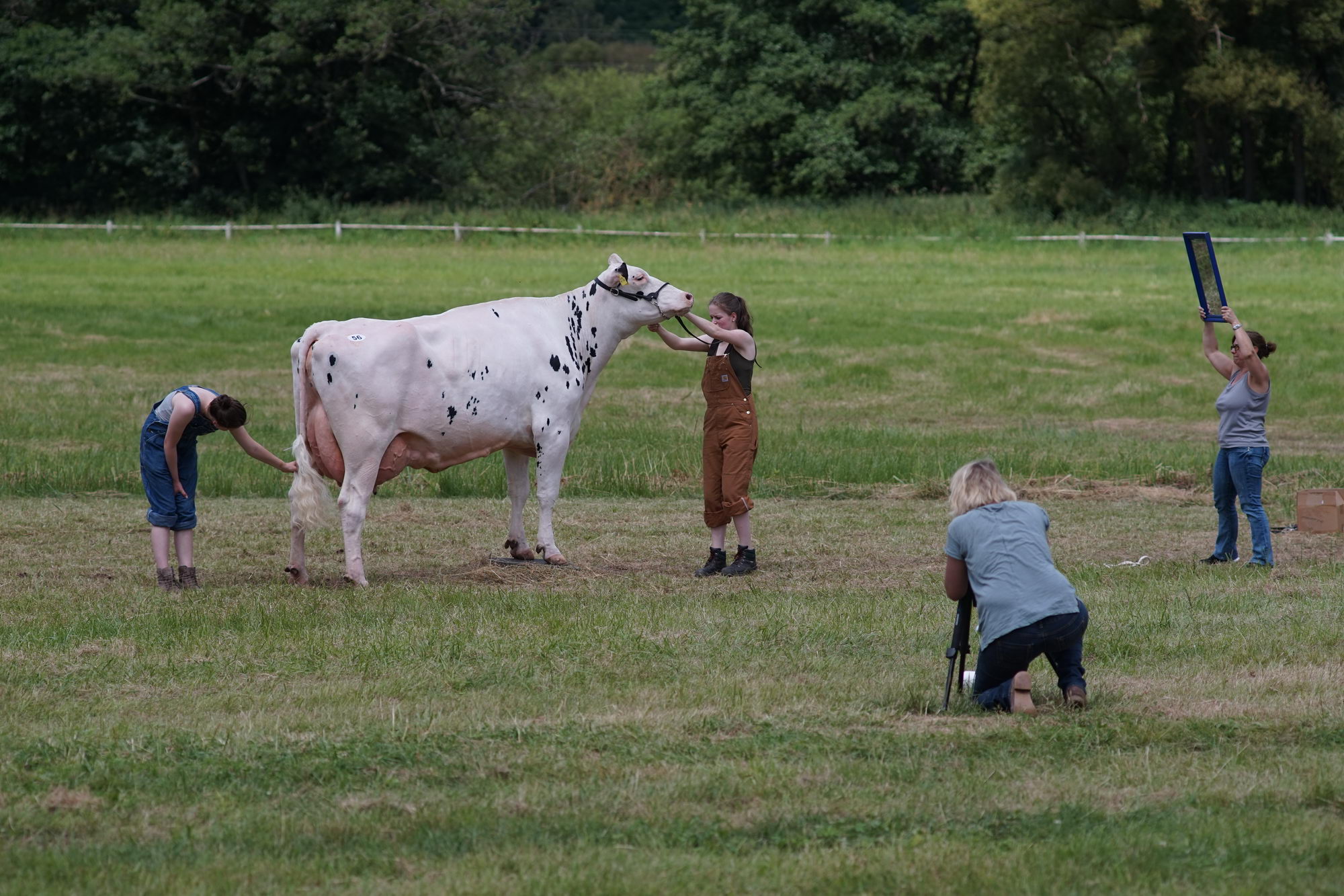 2016 07 17 webenheim kuehe 249