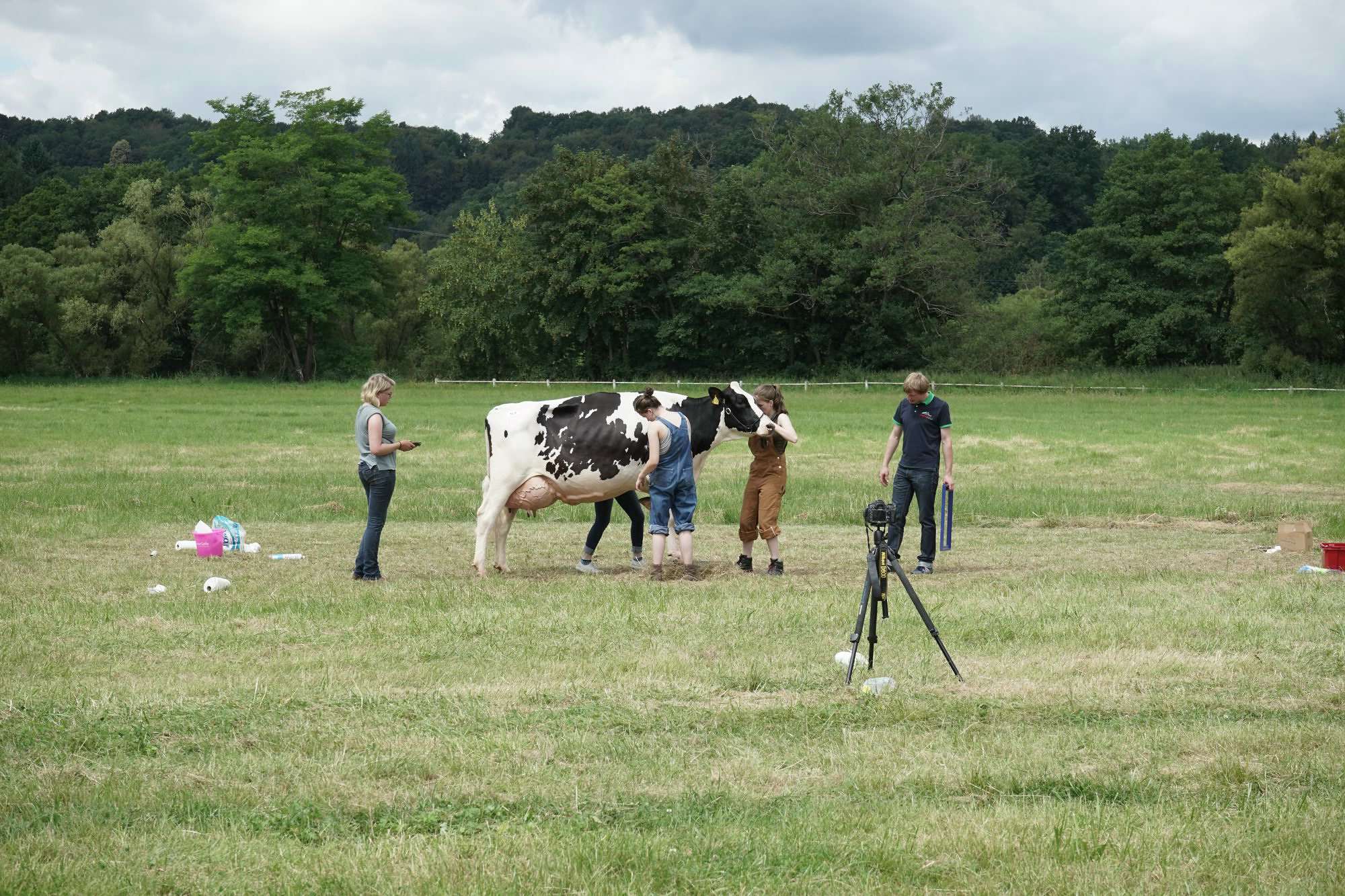 2016 07 17 webenheim kuehe 251