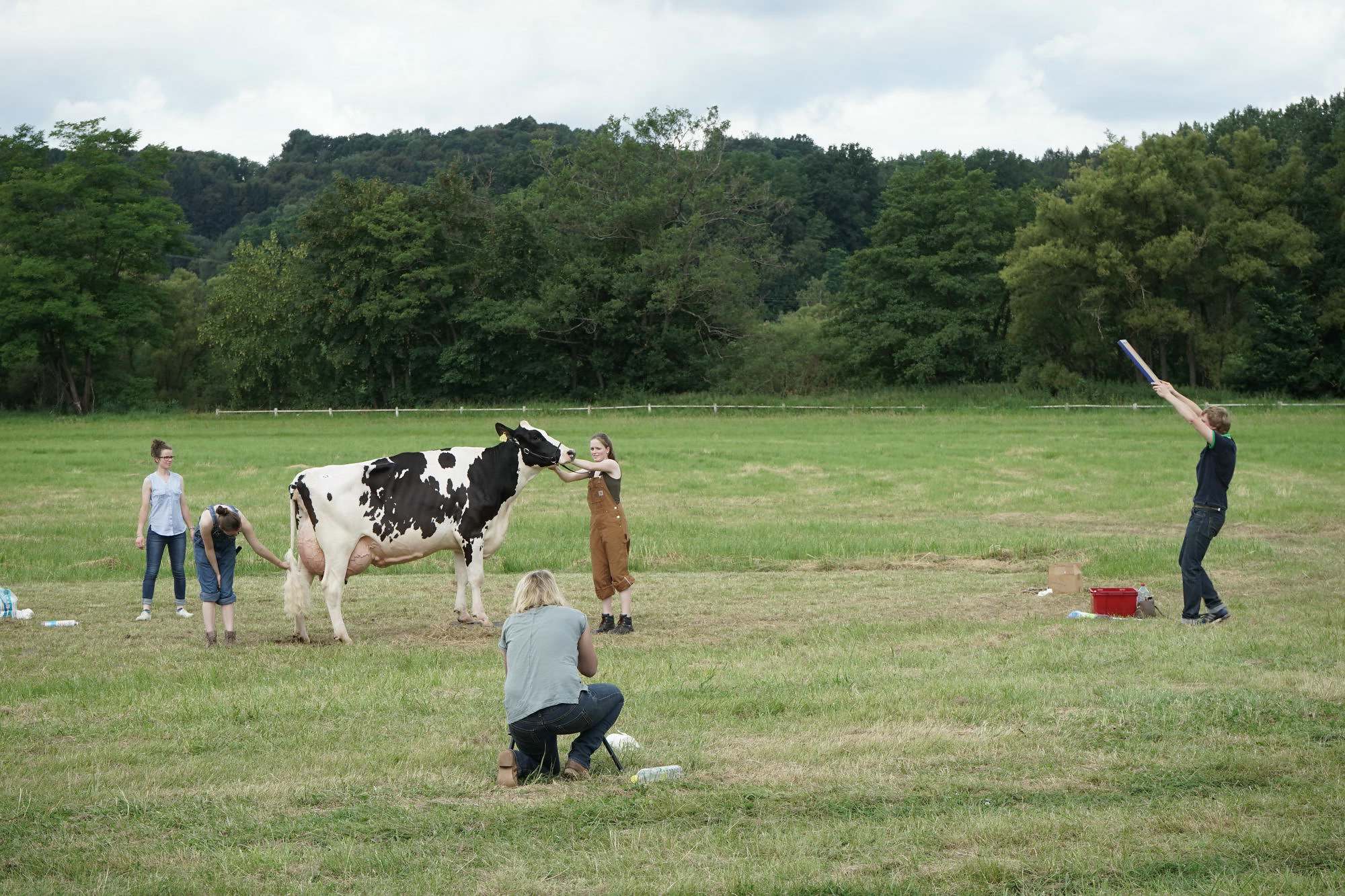 2016 07 17 webenheim kuehe 253