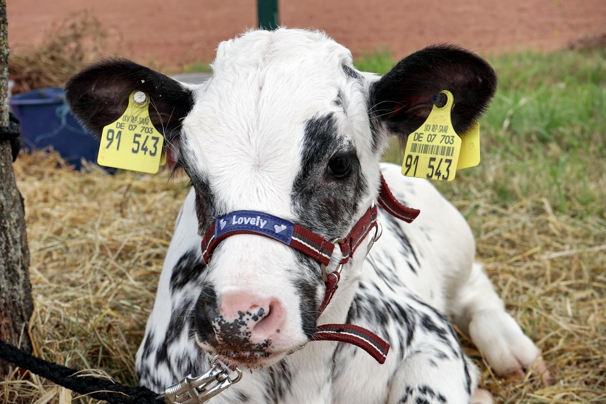 2016 07 17 webenheim kuehe 254