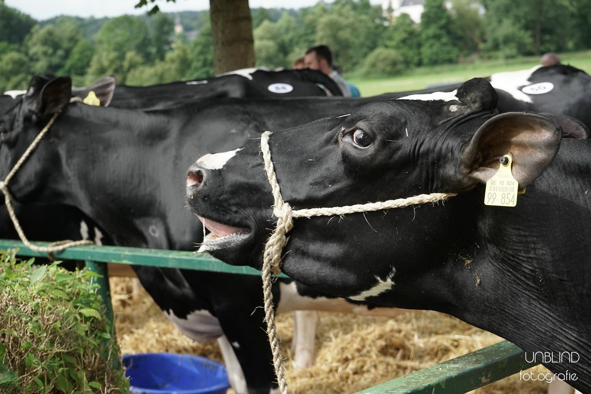 Vkl 2016 07 17 webenheim kuehe 001