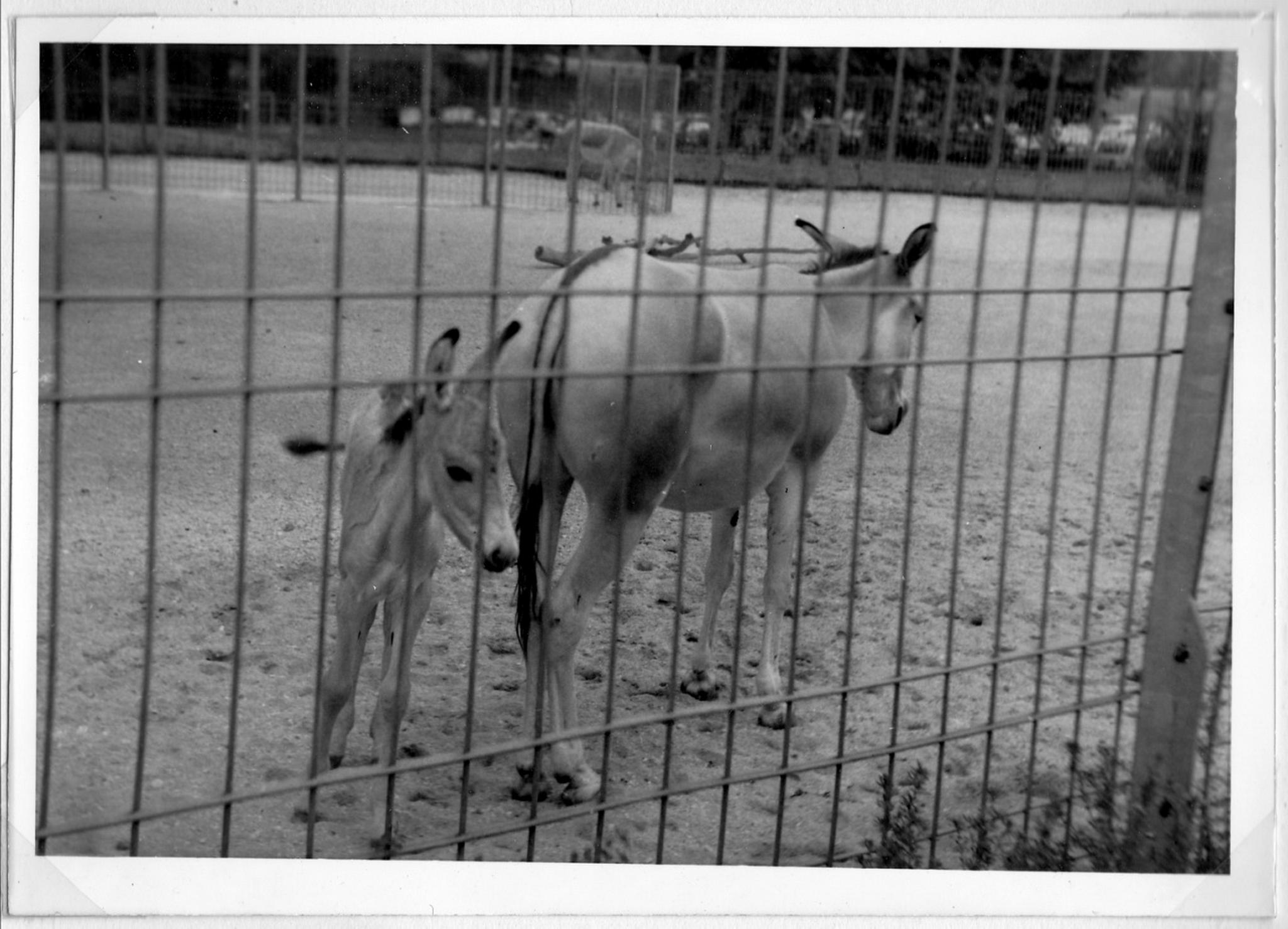 Mein erster Film 1969