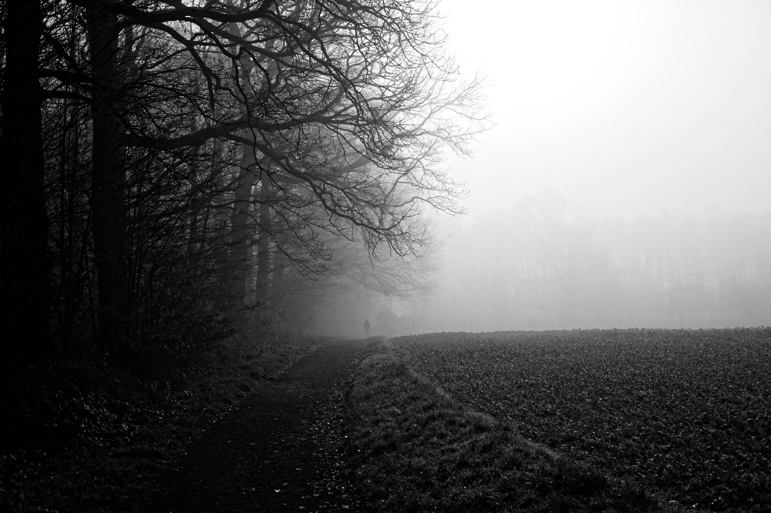 2025 11 16 Nebelwald 02