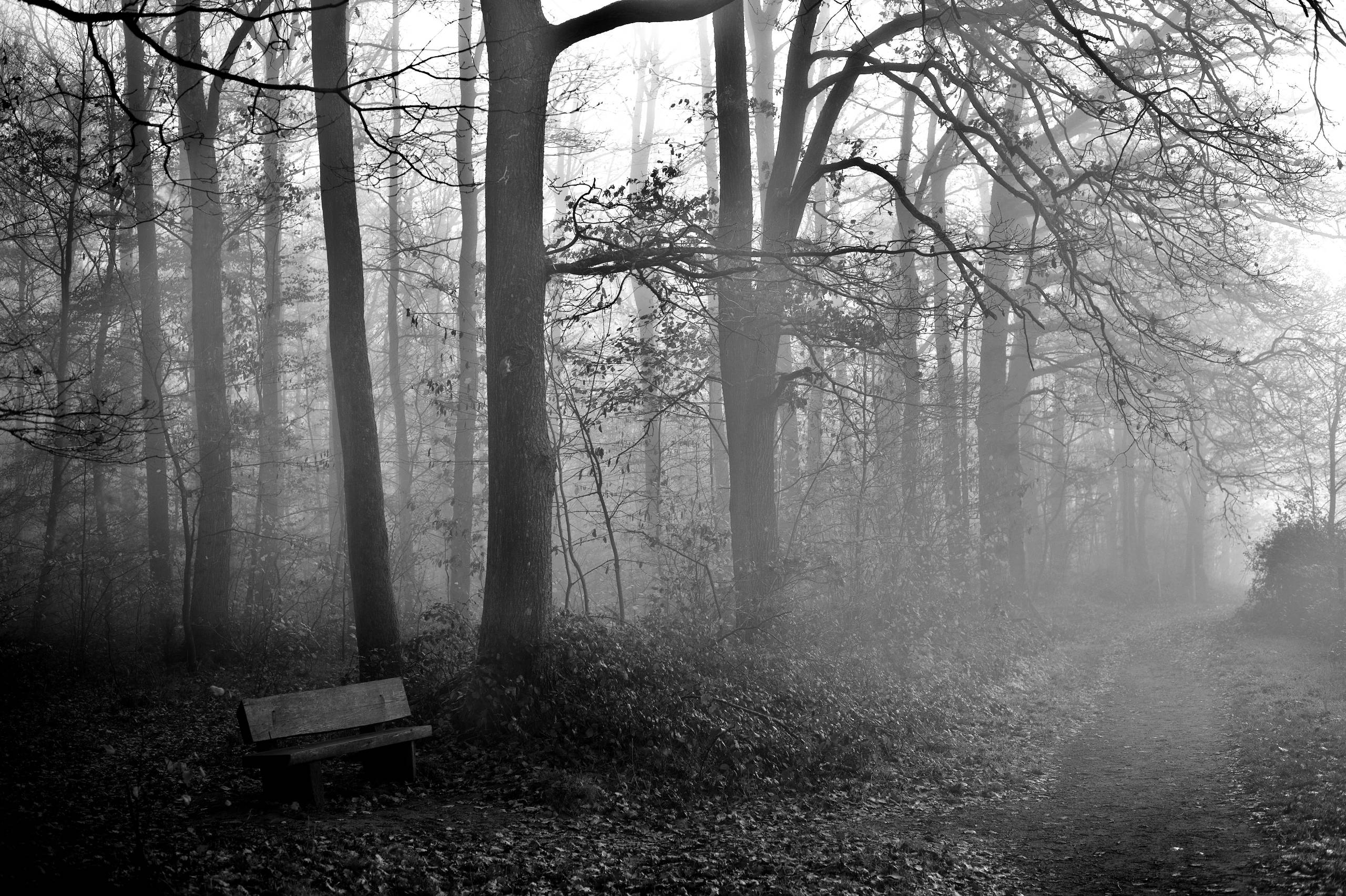 2025 11 16 Nebelwald 04