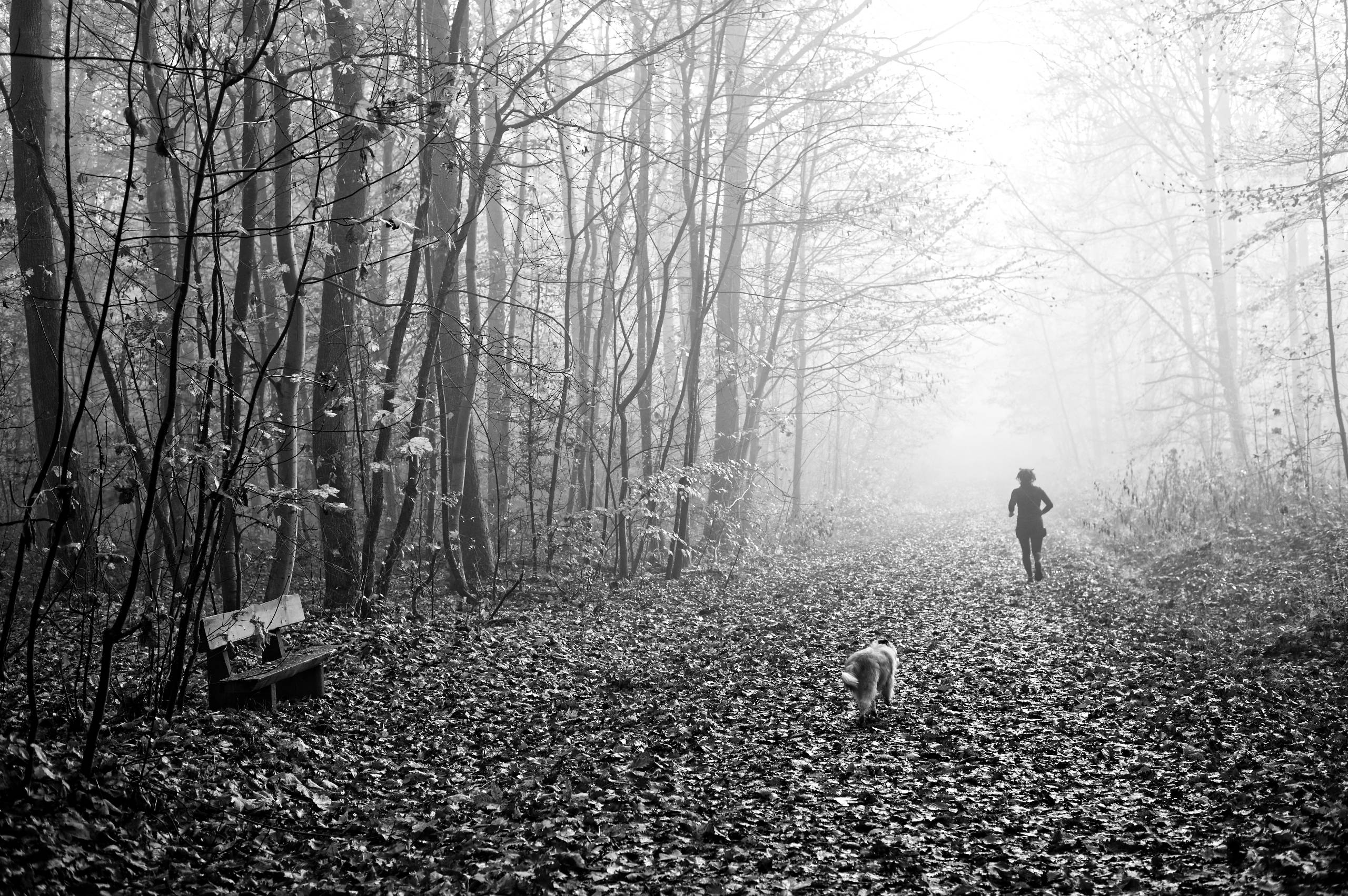 2025 11 16 Nebelwald 05