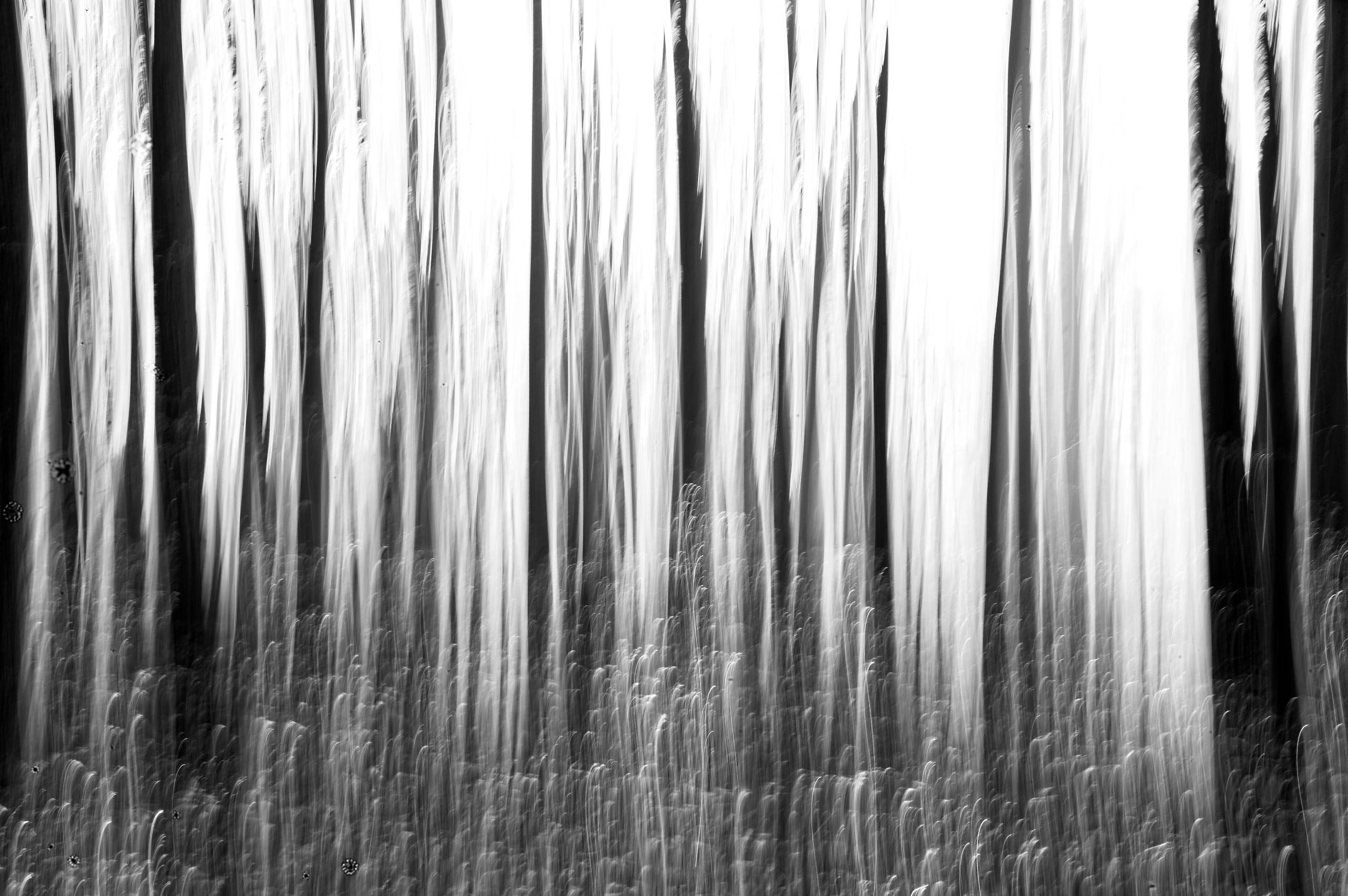 2025 11 16 Nebelwald 11