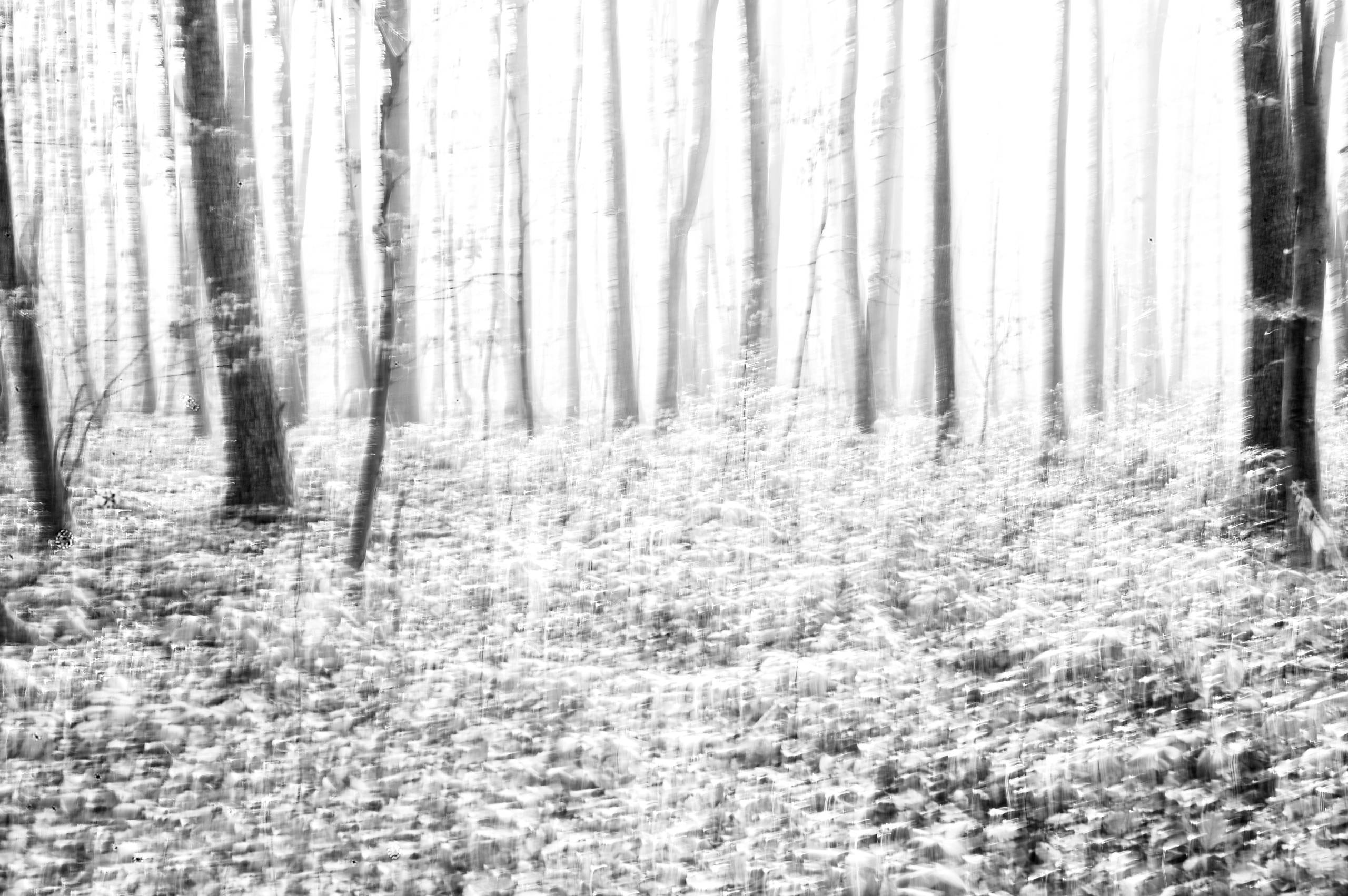 2025 11 16 Nebelwald 12