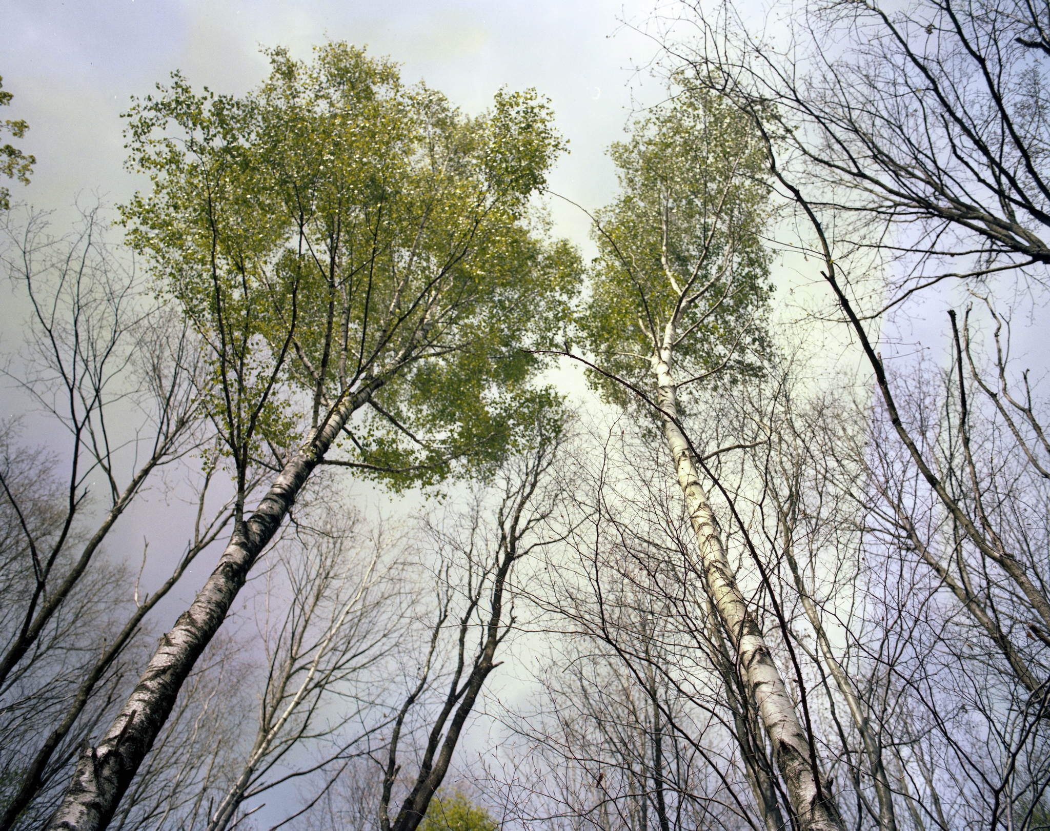 2017 04 28 pentax67 02 33949556050 o