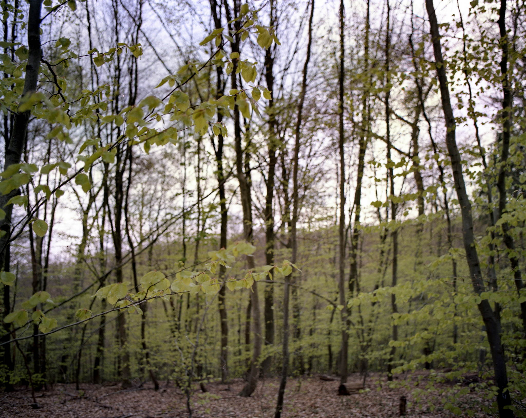 2017 04 28 pentax67 03 34333360395 o