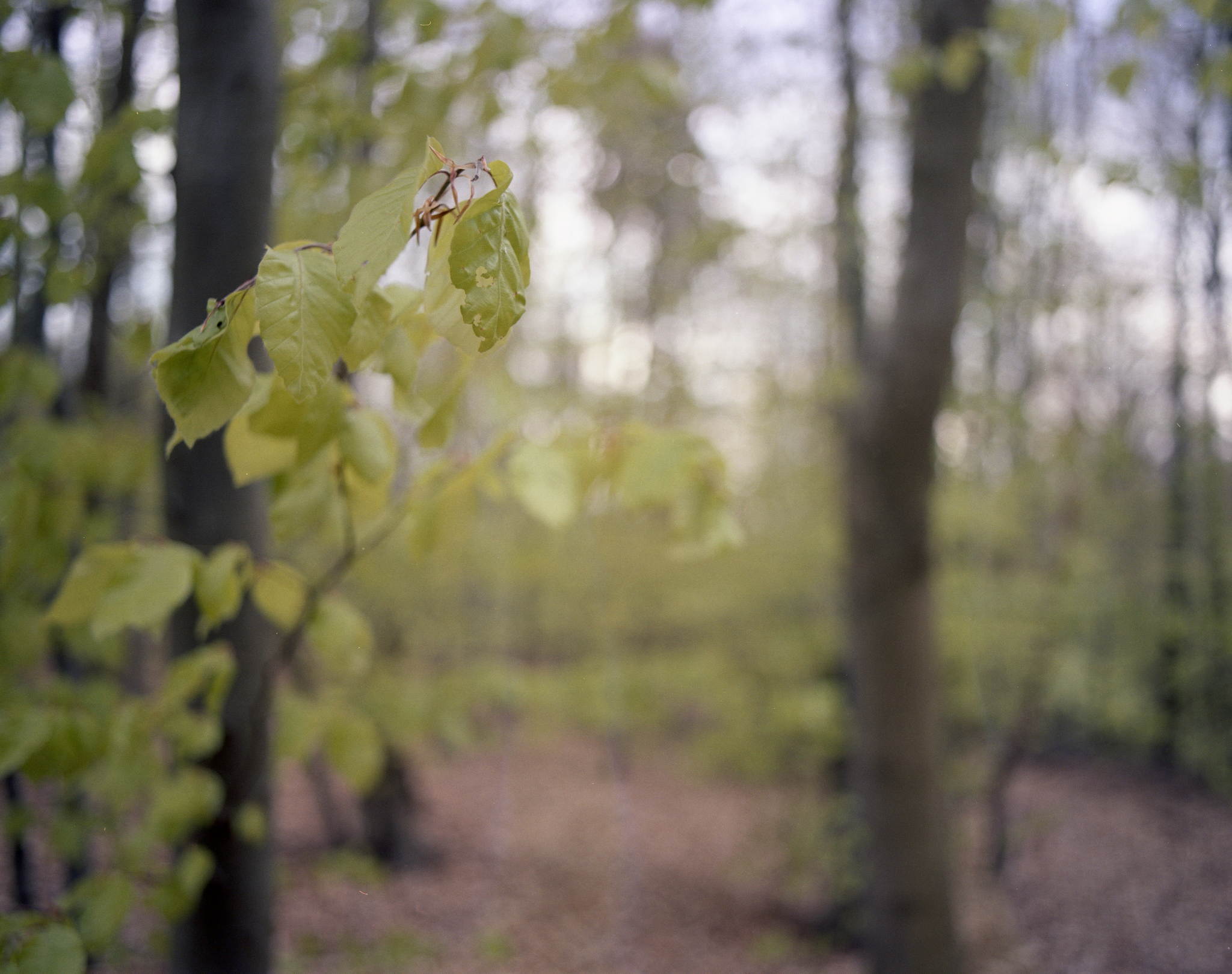 2017 04 28 pentax67 04 34292509076 o