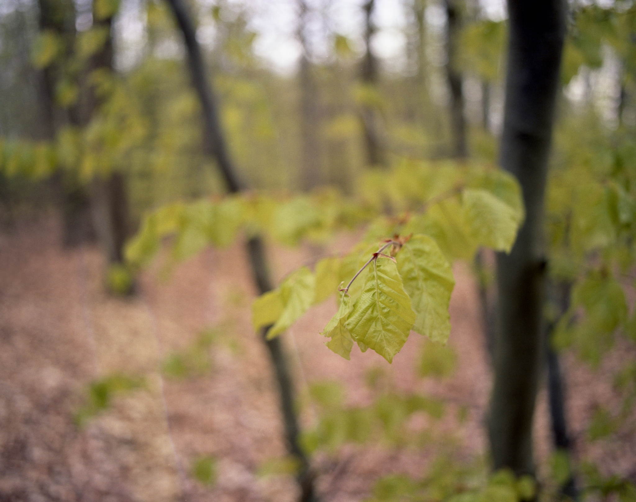2017 04 28 pentax67 05 33949563830 o