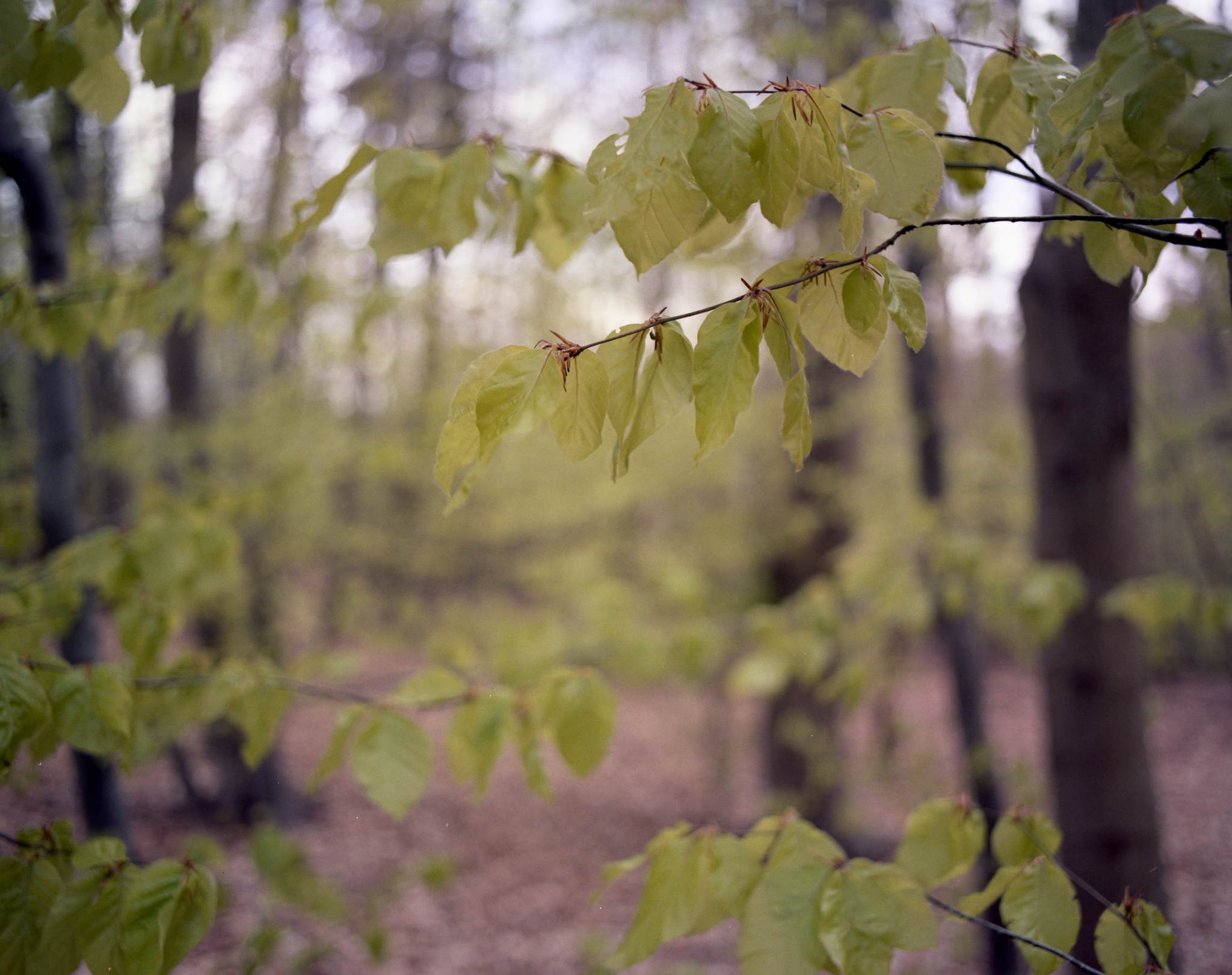 2017 04 28 pentax67 06 34175318932 o