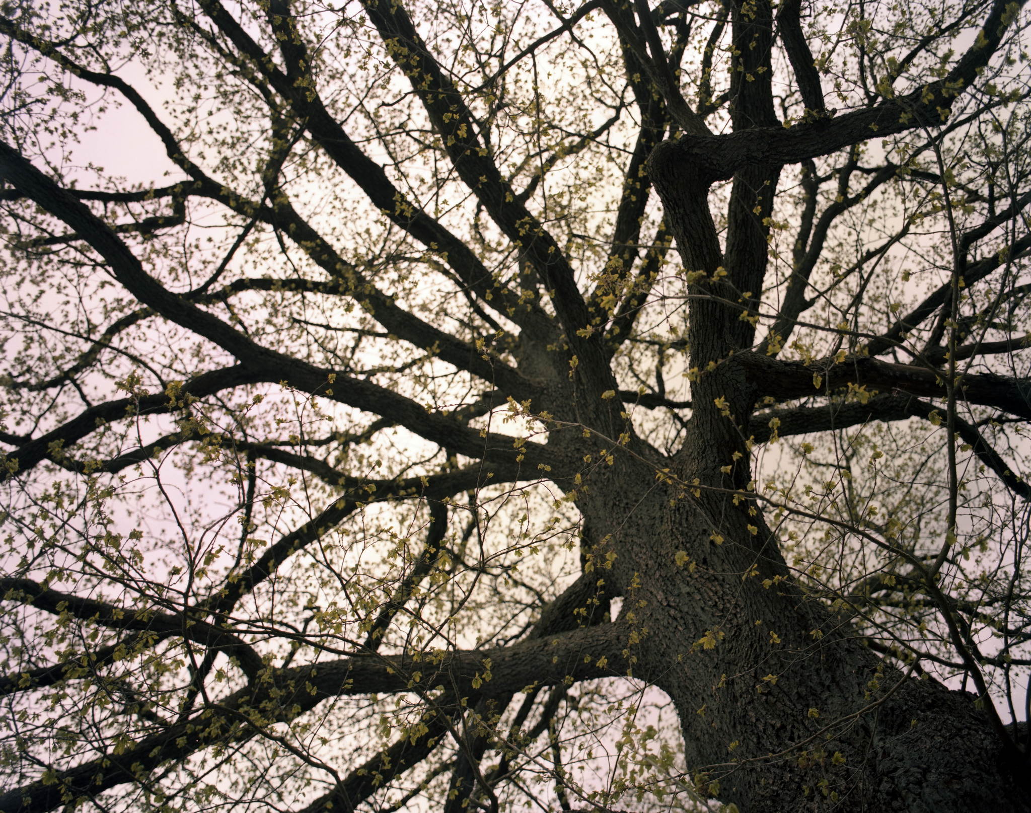 2017 04 28 pentax67 07 34292514246 o