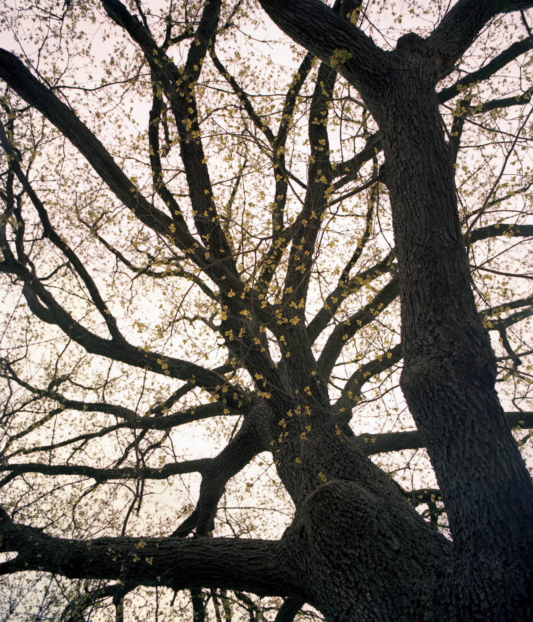 2017 04 28 pentax67 08 33523107513 o