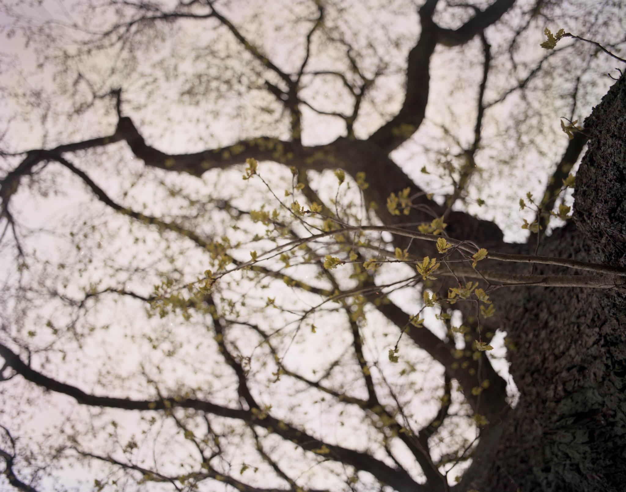 2017 04 28 pentax67 09 34292517306 o