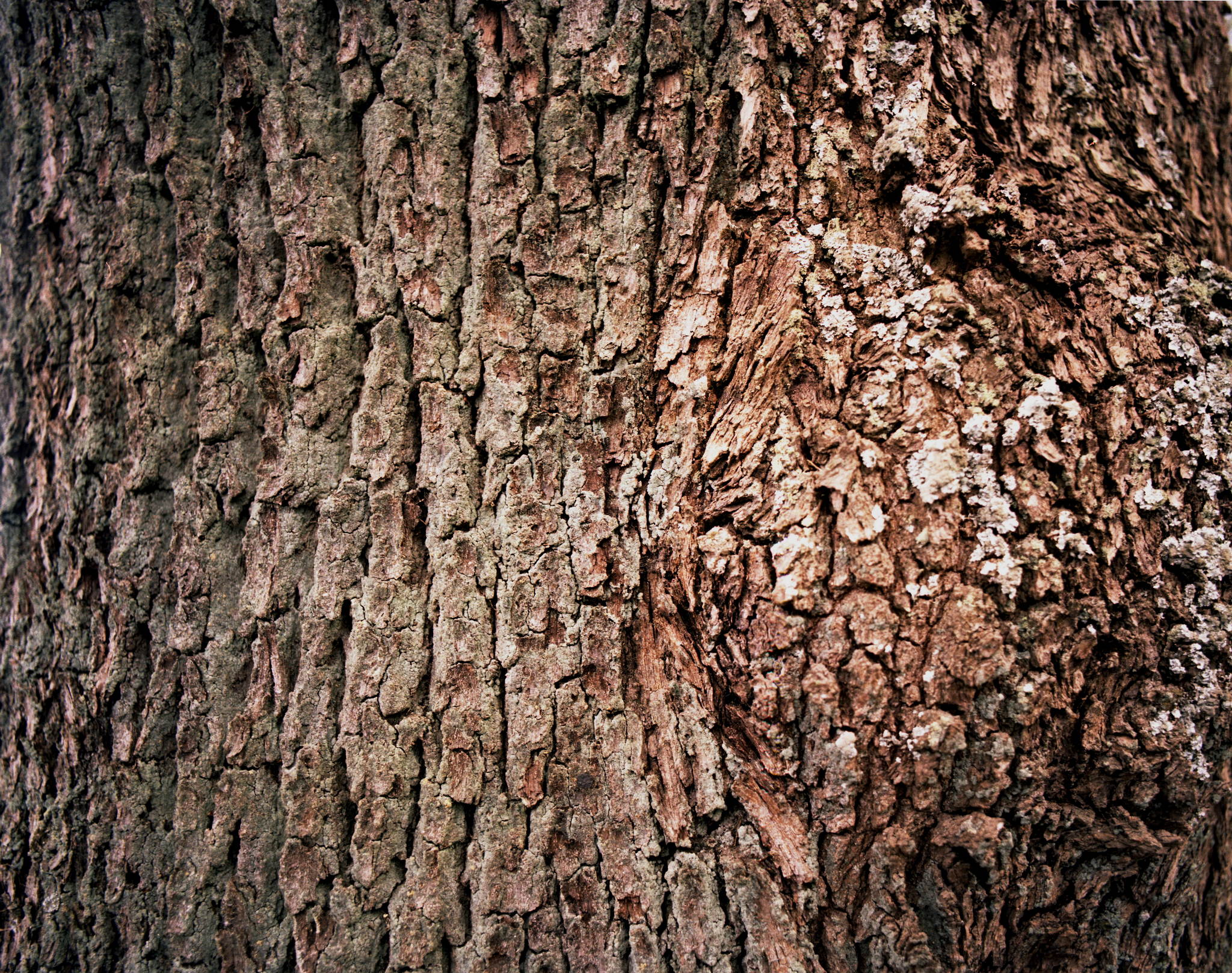 2017 04 28 pentax67 10 34333372025 o