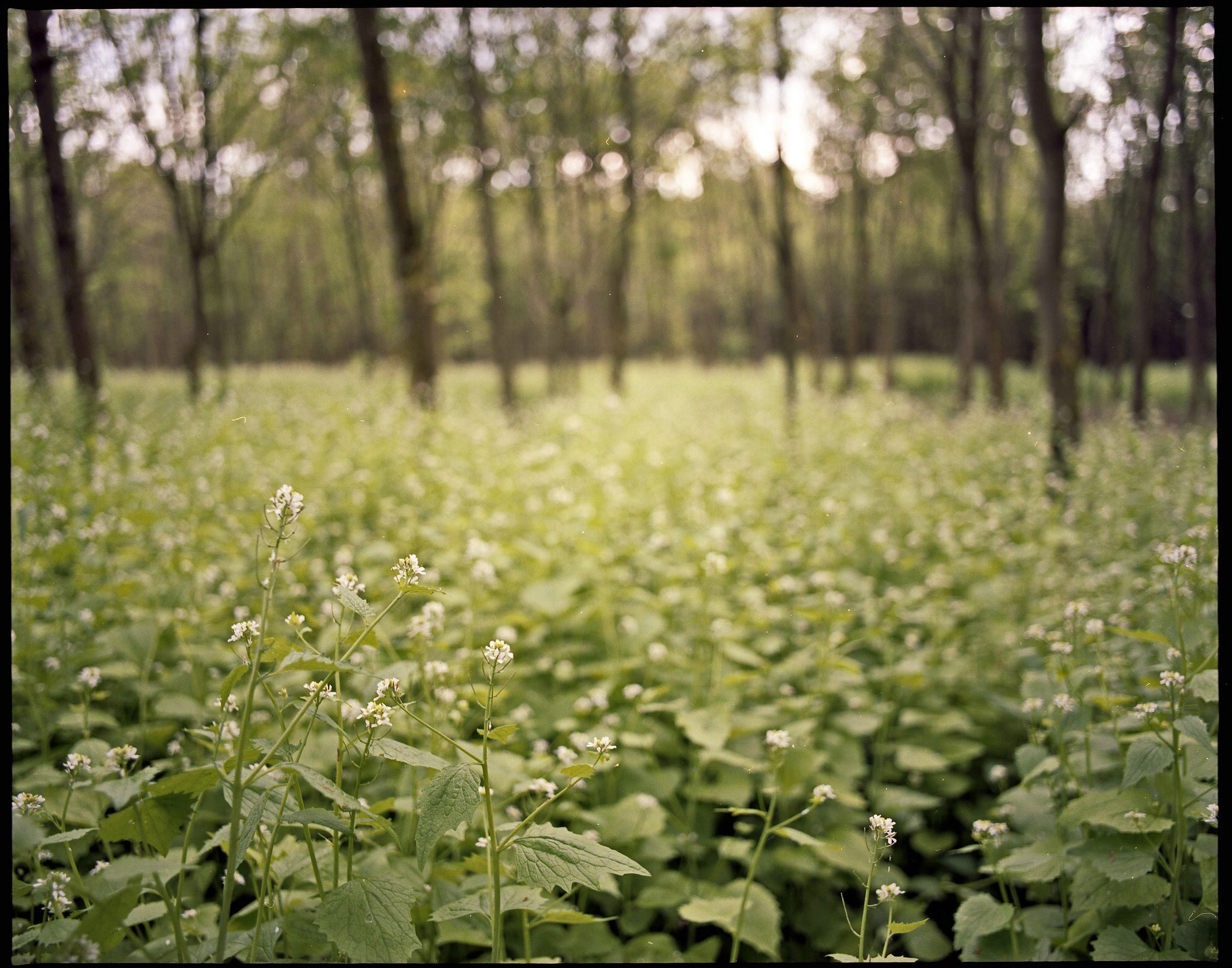 2017 05 05 pentax 02 vkl 34100182870 o