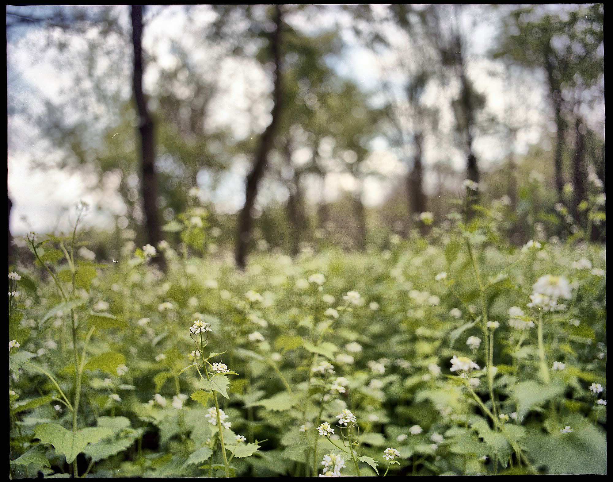 2017 05 05 pentax 05 vkl 34100186030 o