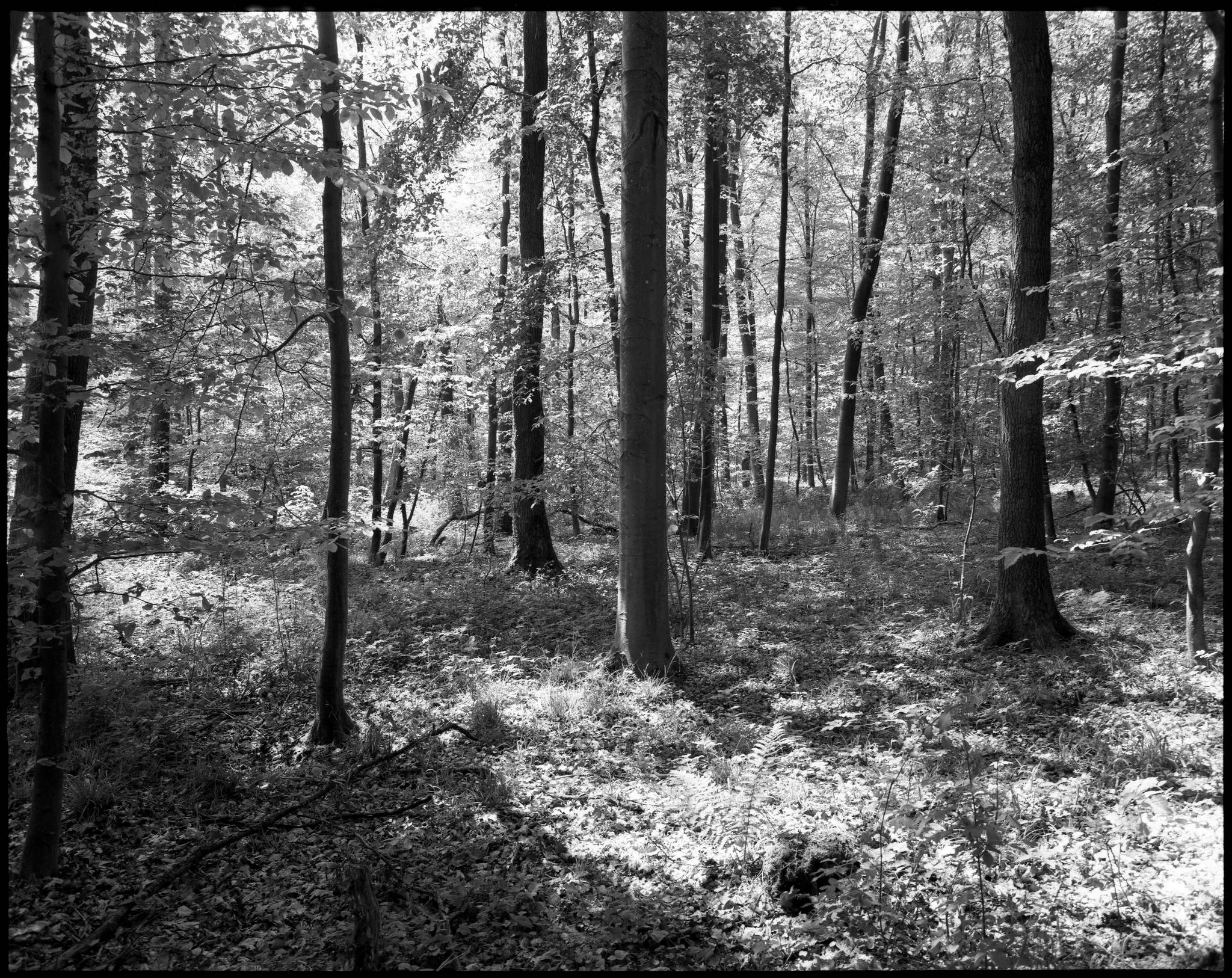 2017 05 13 pentax 6x7 08 34596780596 o