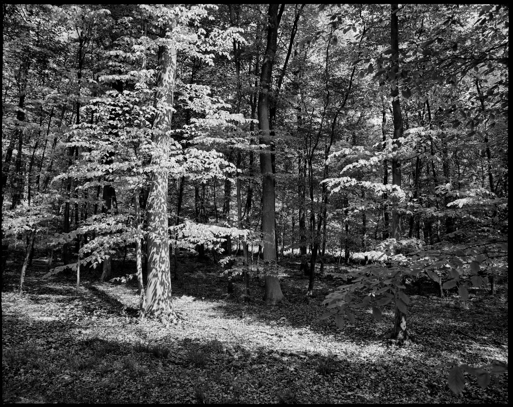 2017 05 13 pentax 6x7 09 34638016875 o