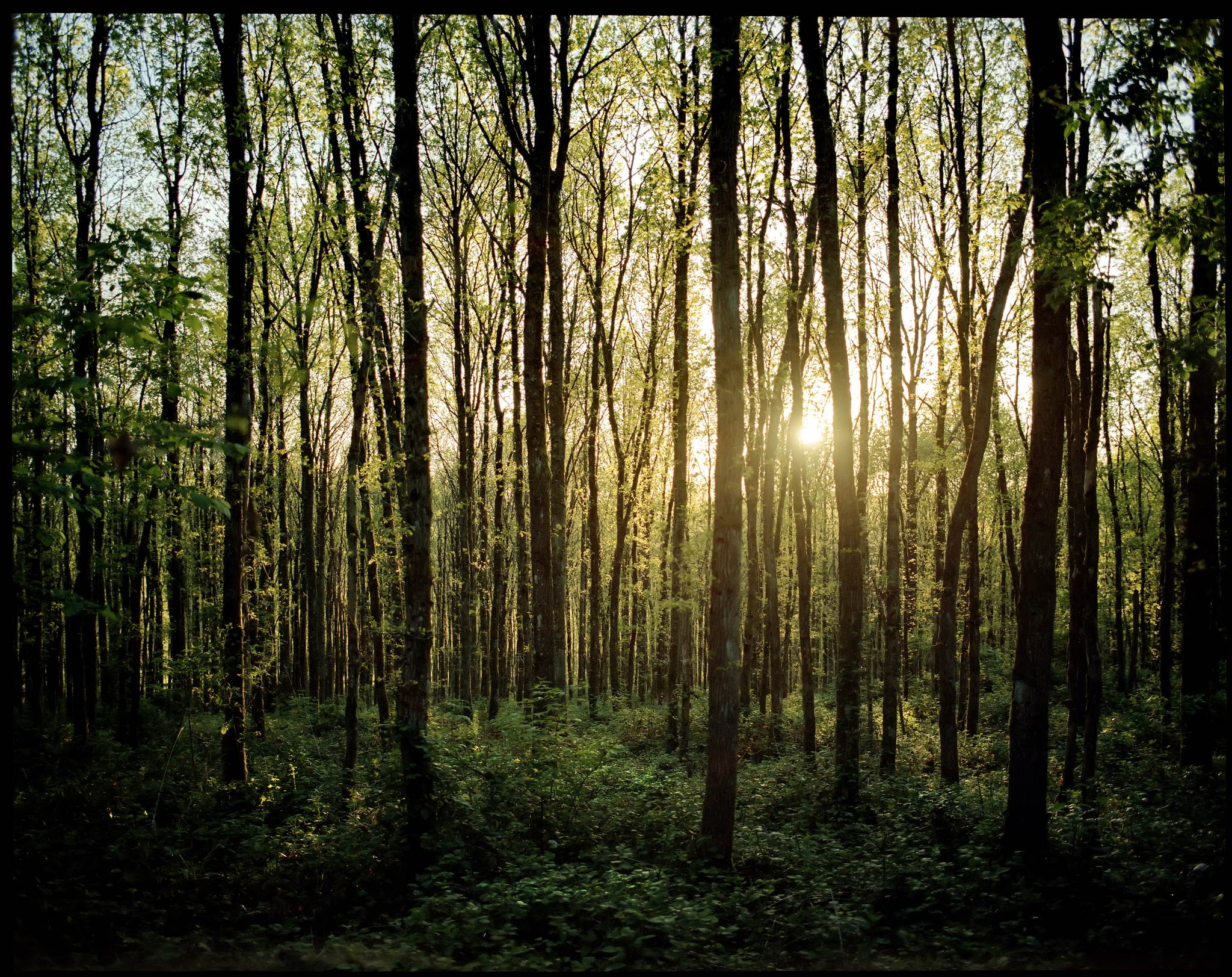 2017 05 15 pentax 6x7 05 34318380310 o