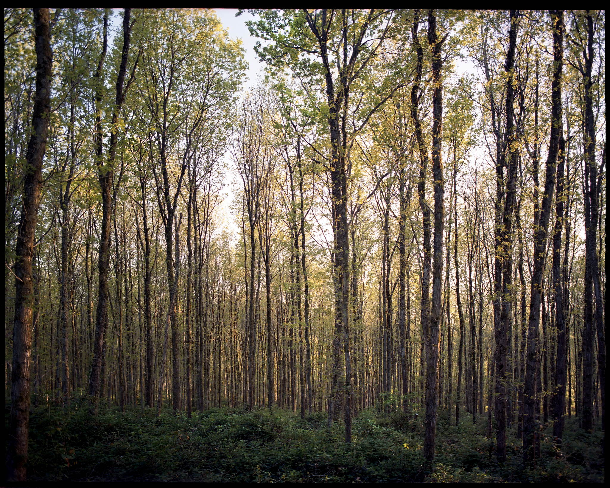 2017 05 15 pentax 6x7 06 34318437890 o