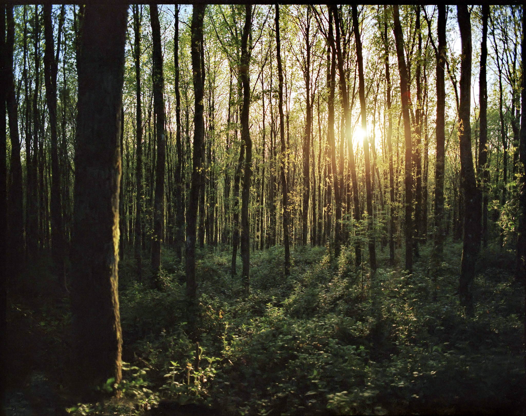 2017 05 15 pentax 6x7 07 34702744535 o