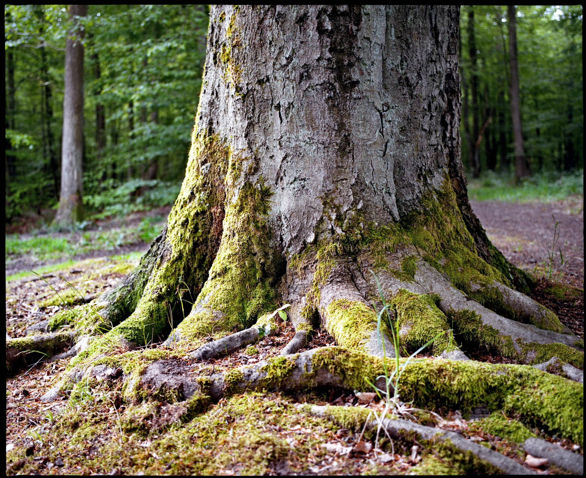 2017 05 21 pentax 6x7 01 34805099015 o