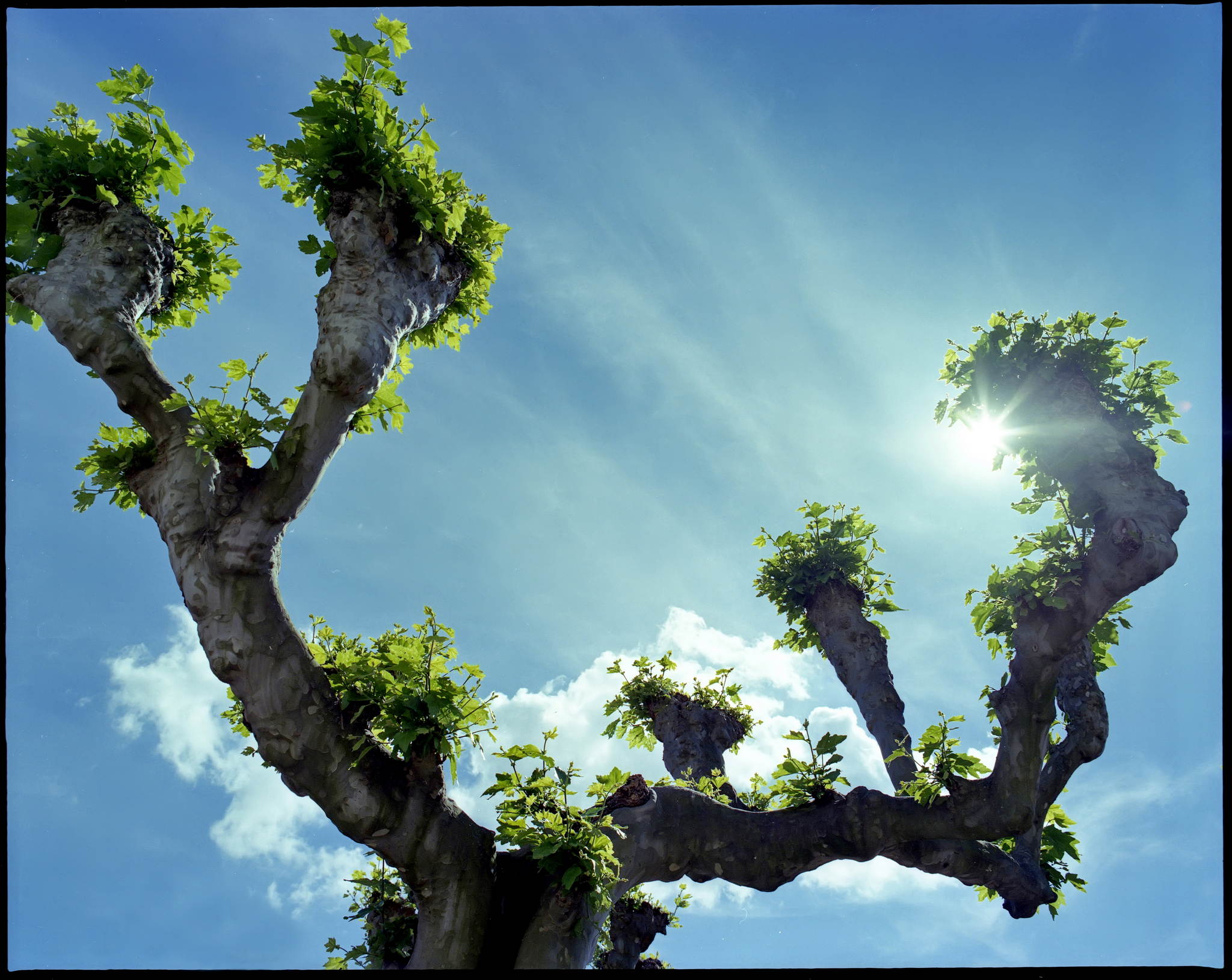 2017 05 21 pentax 6x7 04 34805094795 o