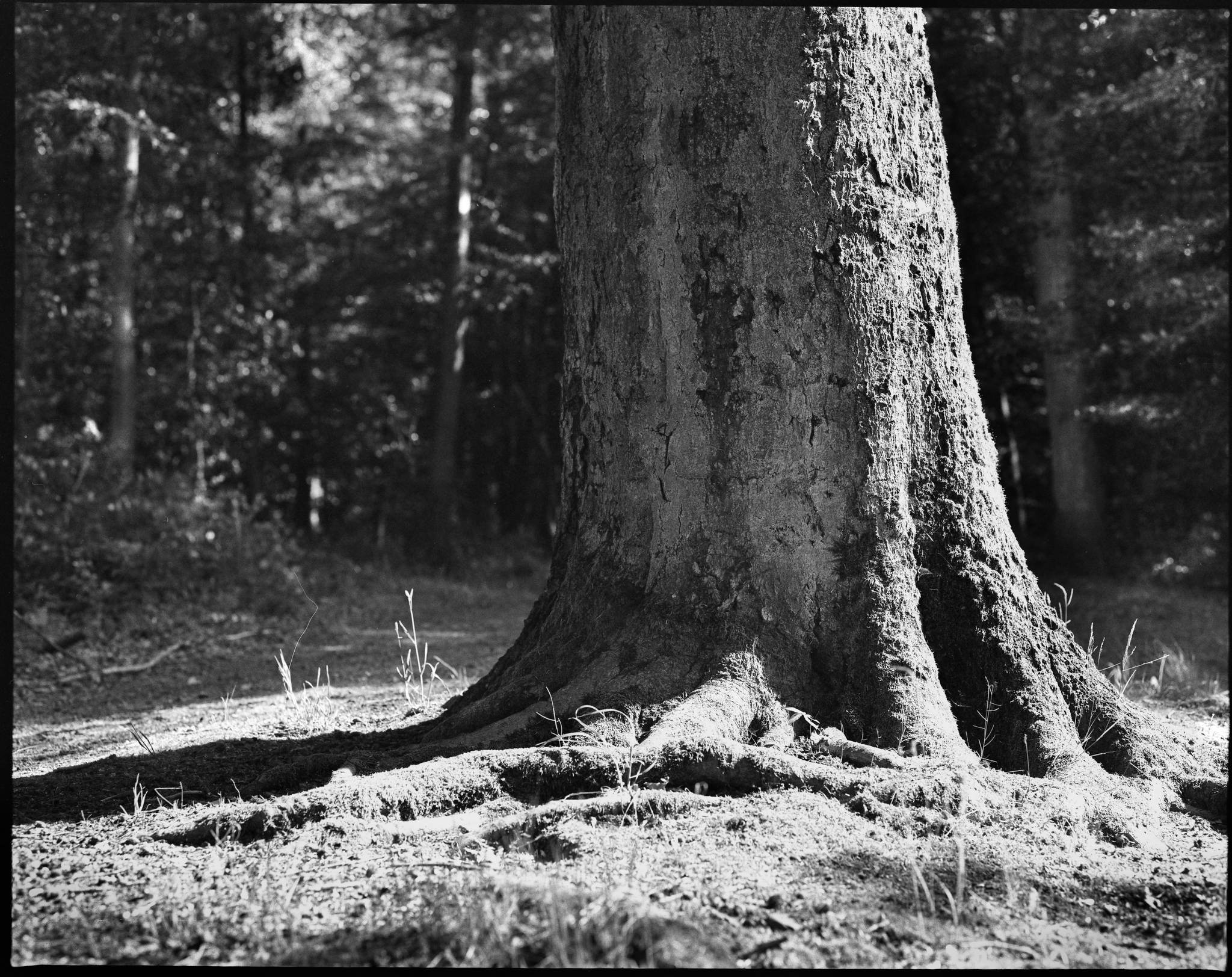 2017 05 23 pentax 6x7 01 34040417973 o