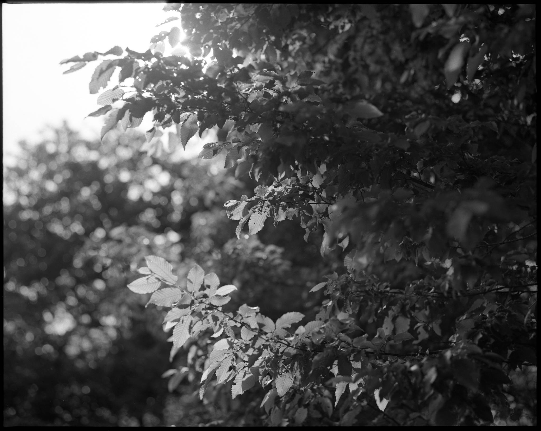 2017 05 23 pentax 6x7 04 34007570134 o