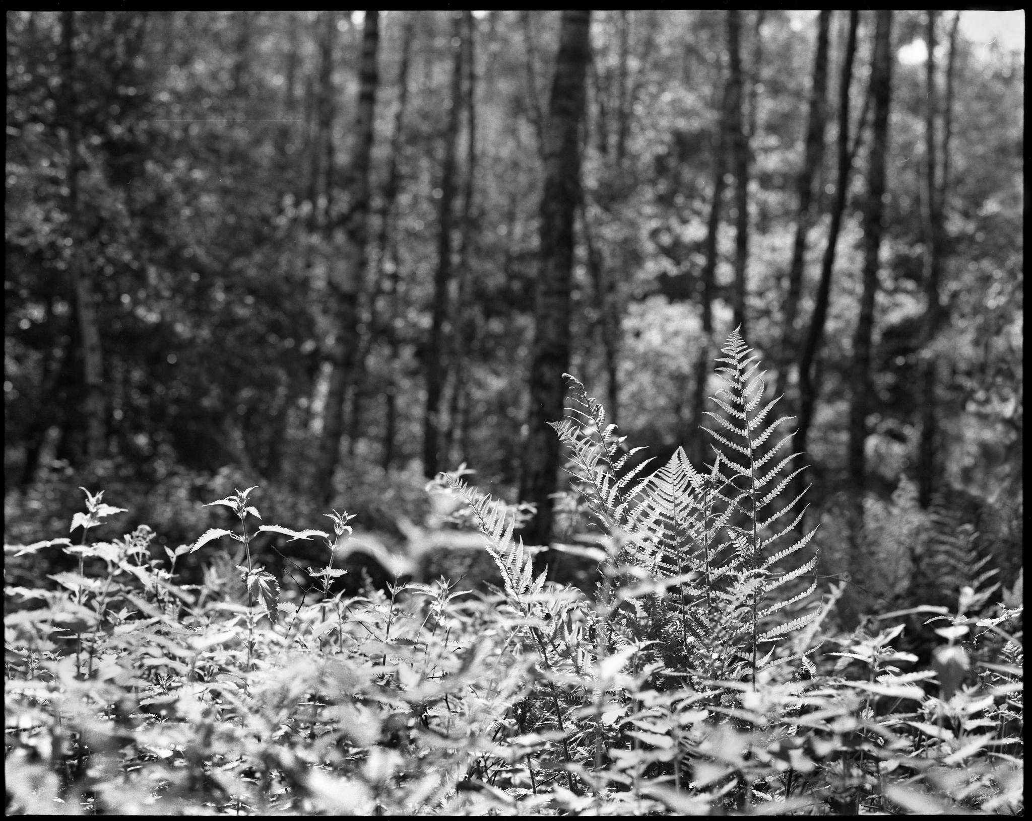 2017 05 23 pentax 6x7 07 34687270322 o