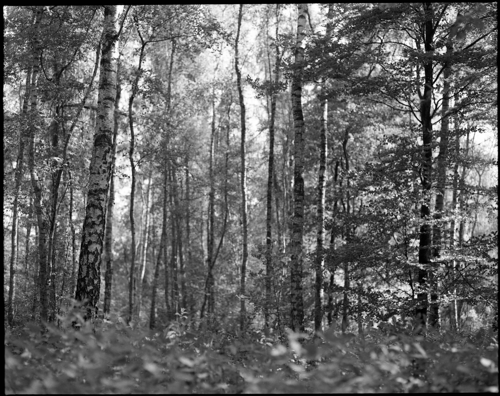 2017 05 23 pentax 6x7 09 34007620864 o