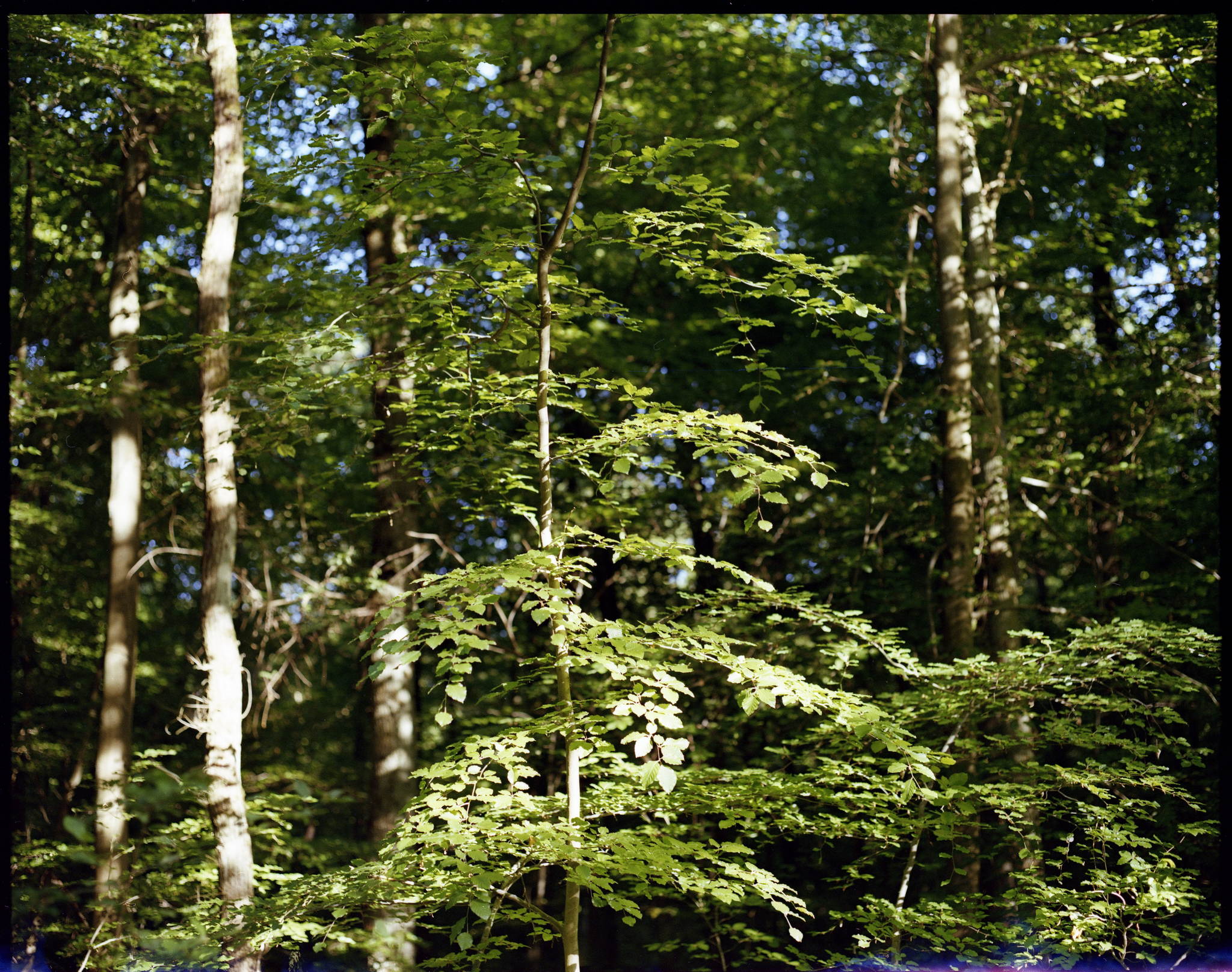 2017 05 28 pentax 6x7 01 35015385135 o