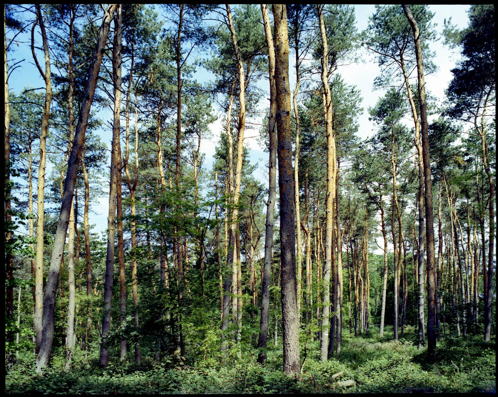 2017 05 28 pentax 6x7 06 34975295456 o