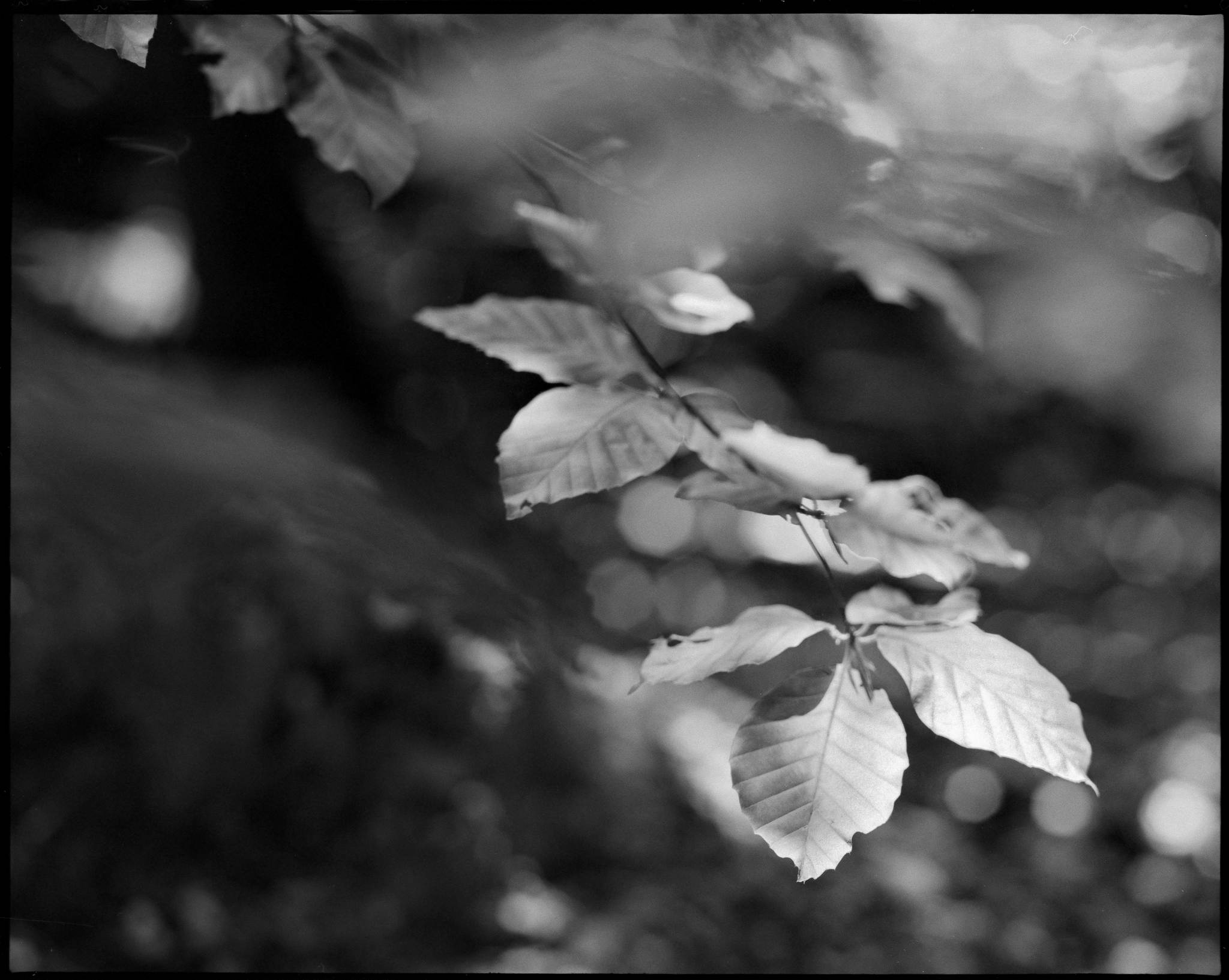 2017 06 03 pentax 6x7 01 35035629996 o