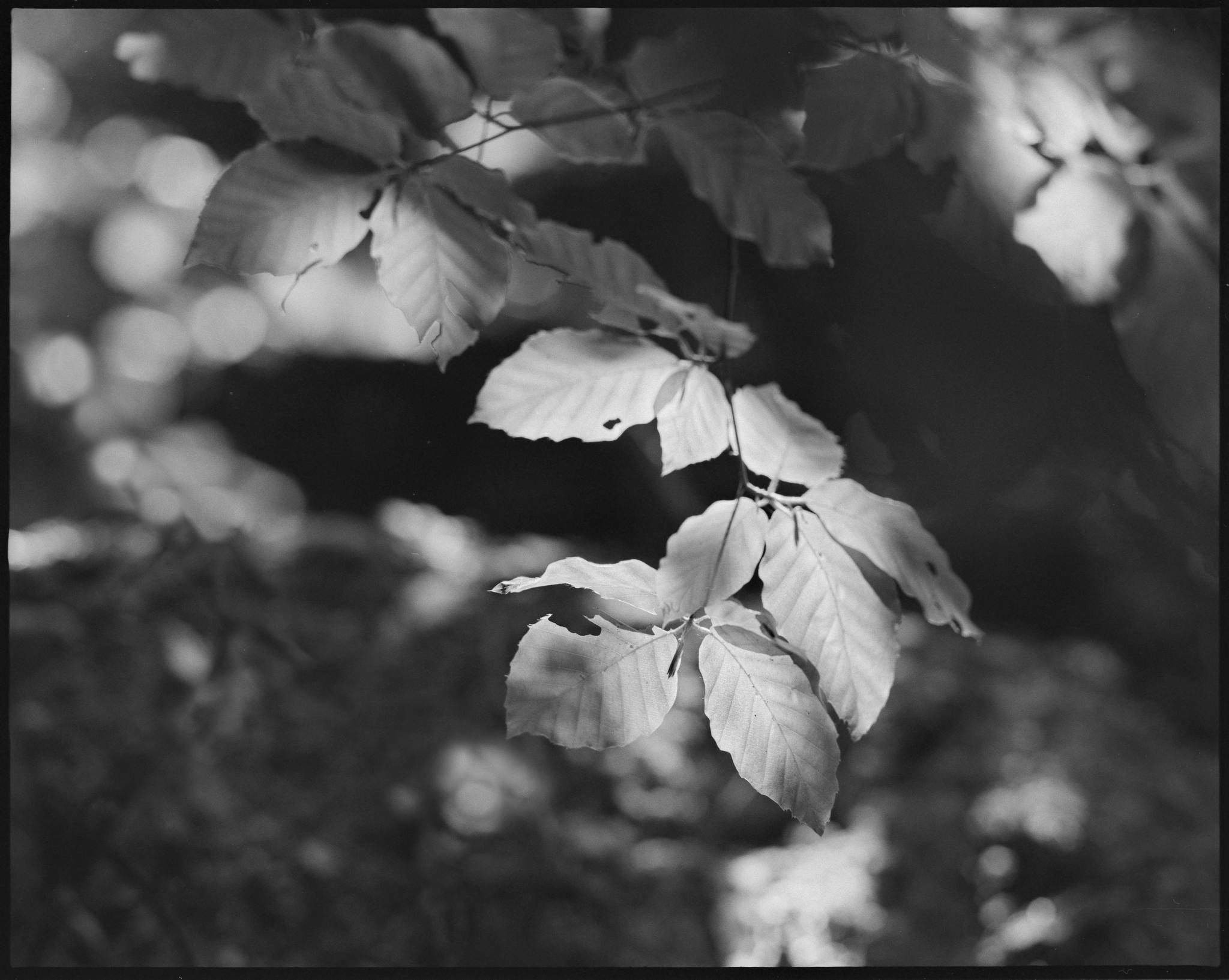 2017 06 03 pentax 6x7 02 34911745512 o