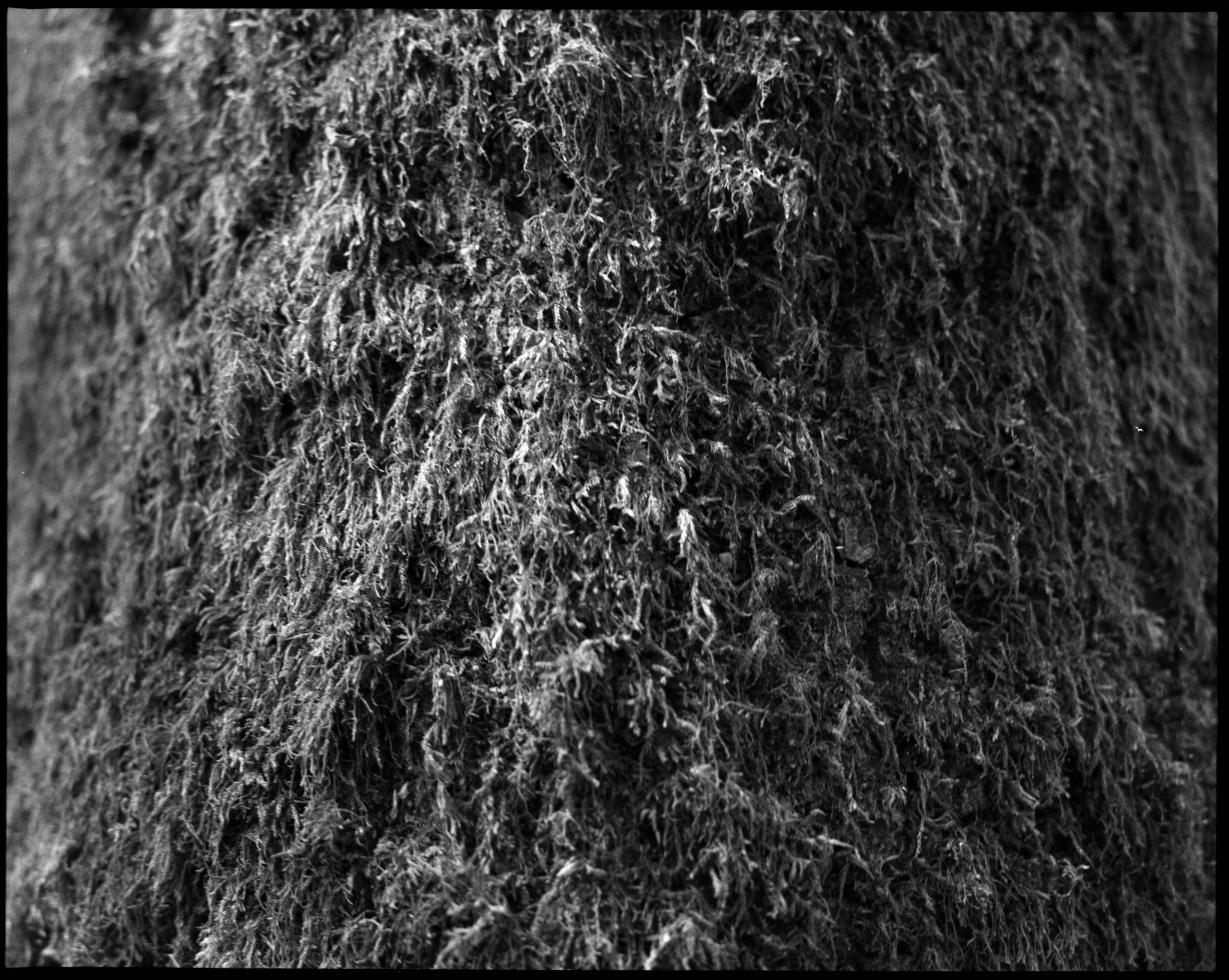 2017 06 03 pentax 6x7 03 35035641976 o