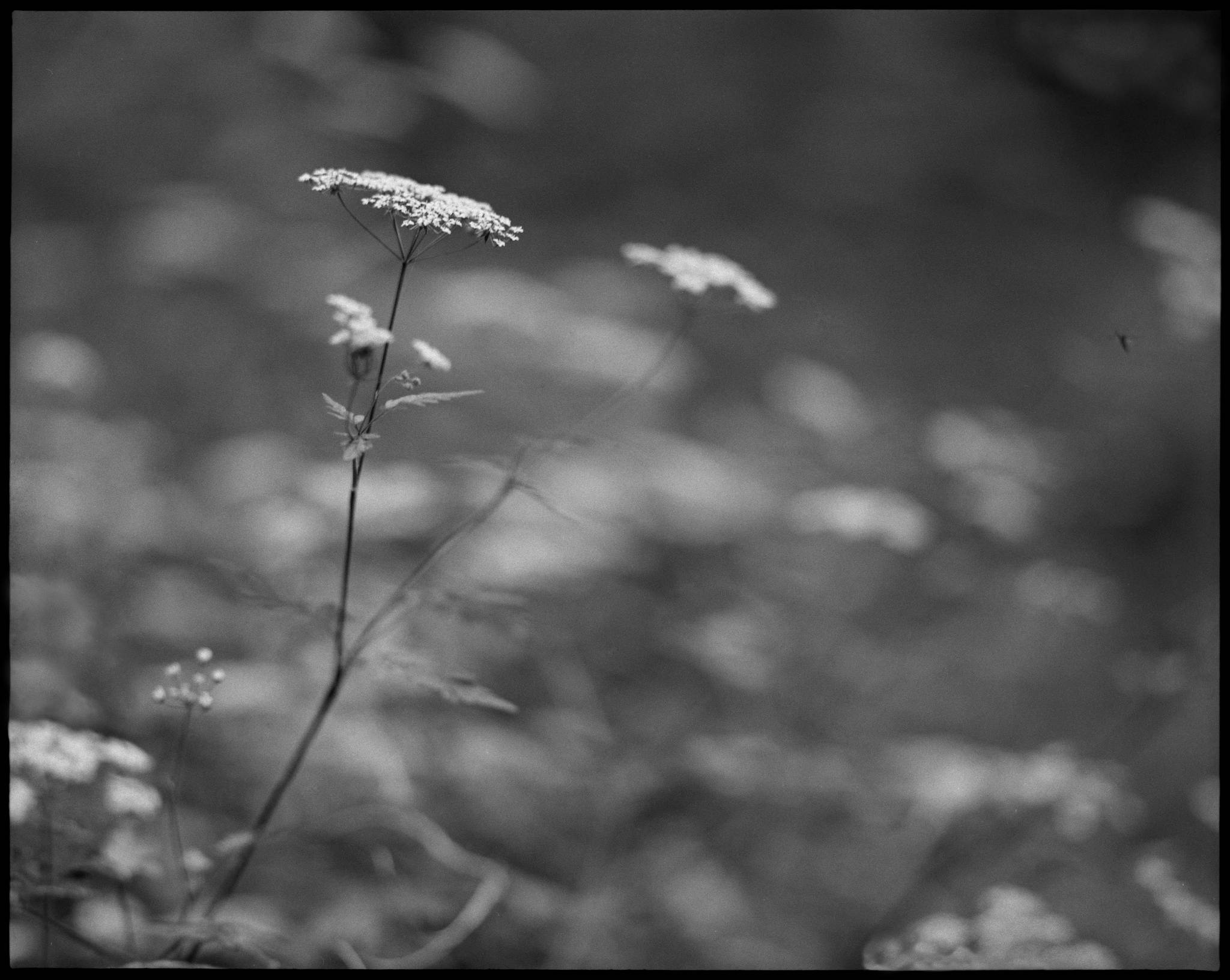 2017 06 03 pentax 6x7 04 34264908813 o