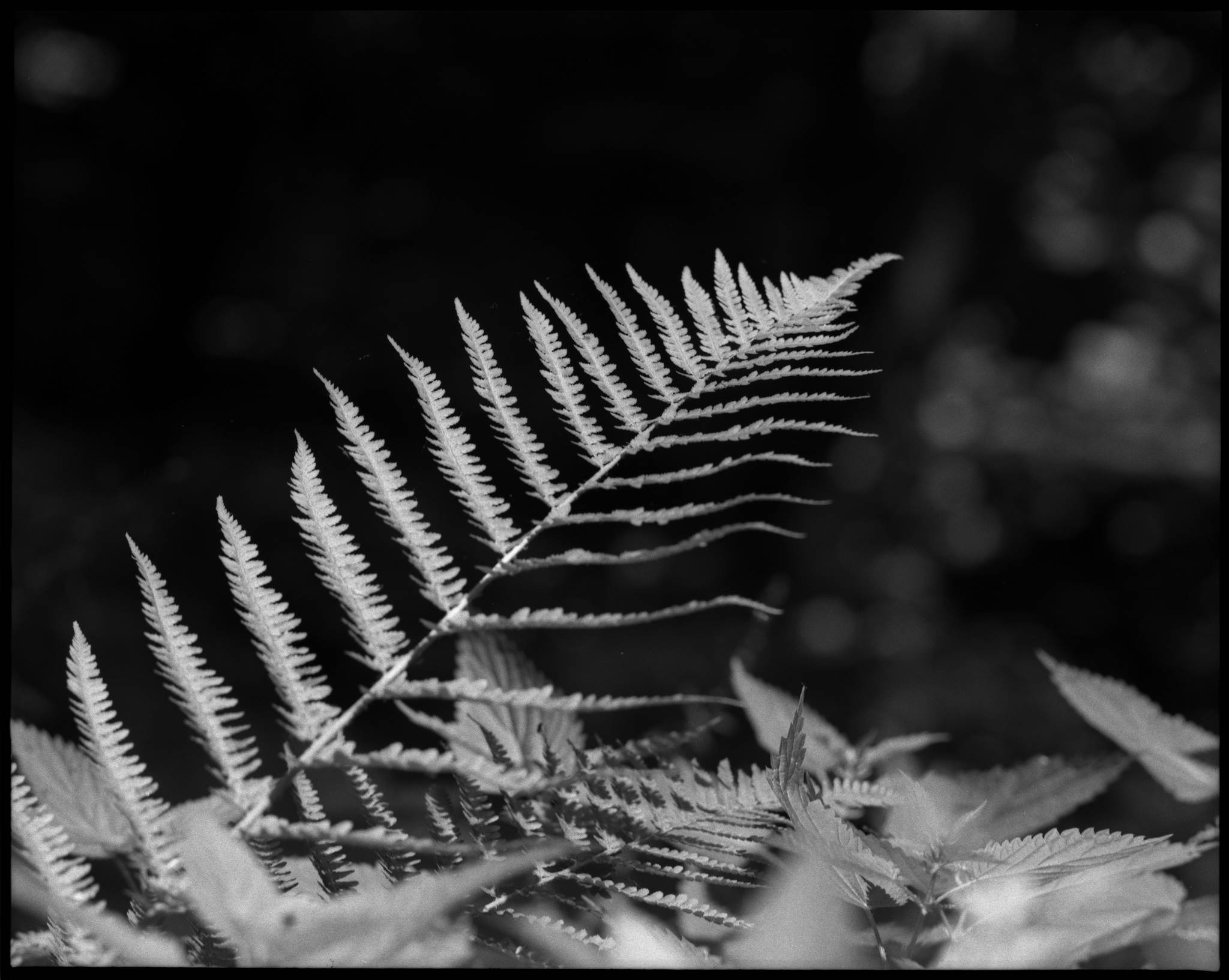 2017 06 03 pentax 6x7 05 34264922253 o