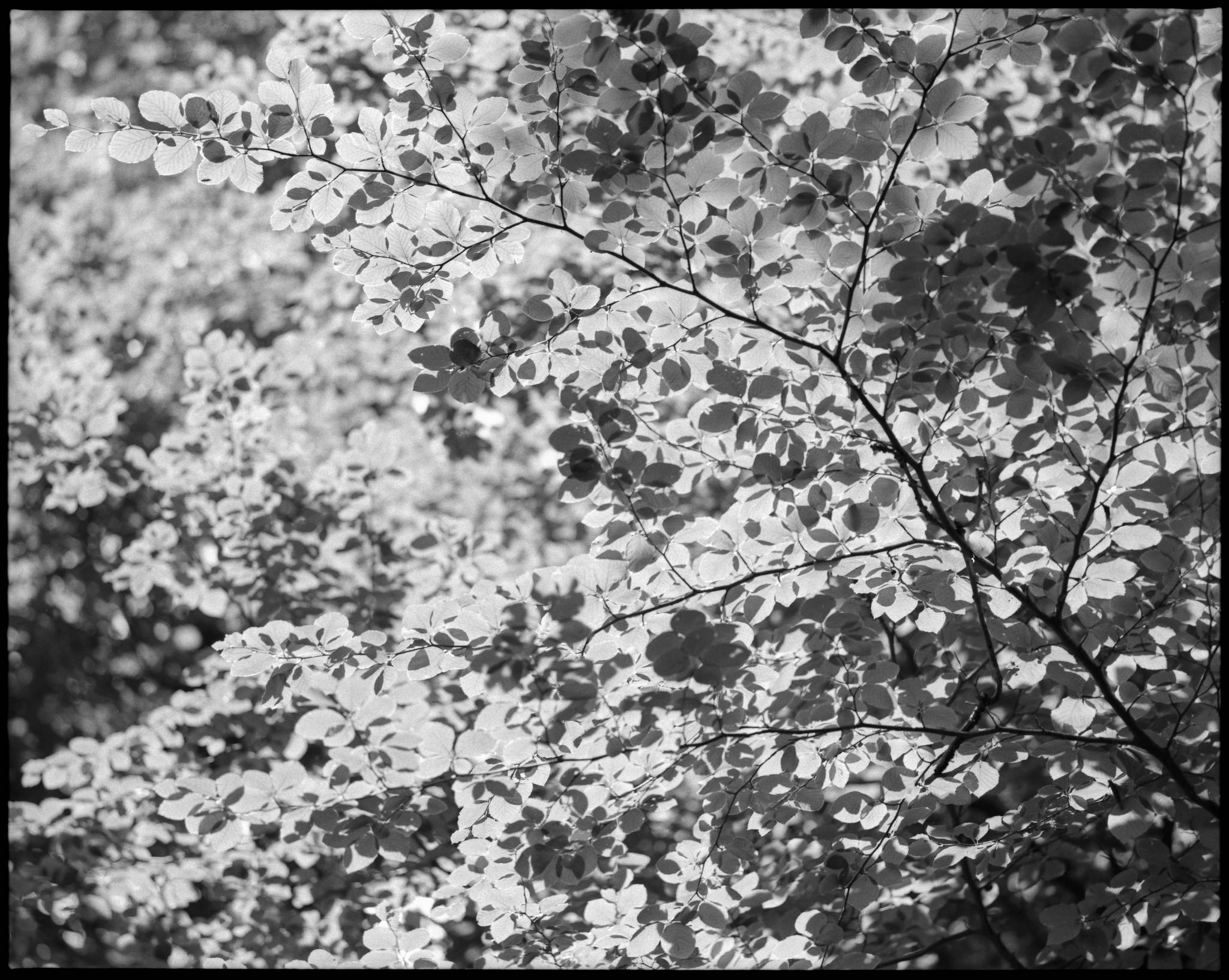 2017 06 03 pentax 6x7 06 35075729595 o