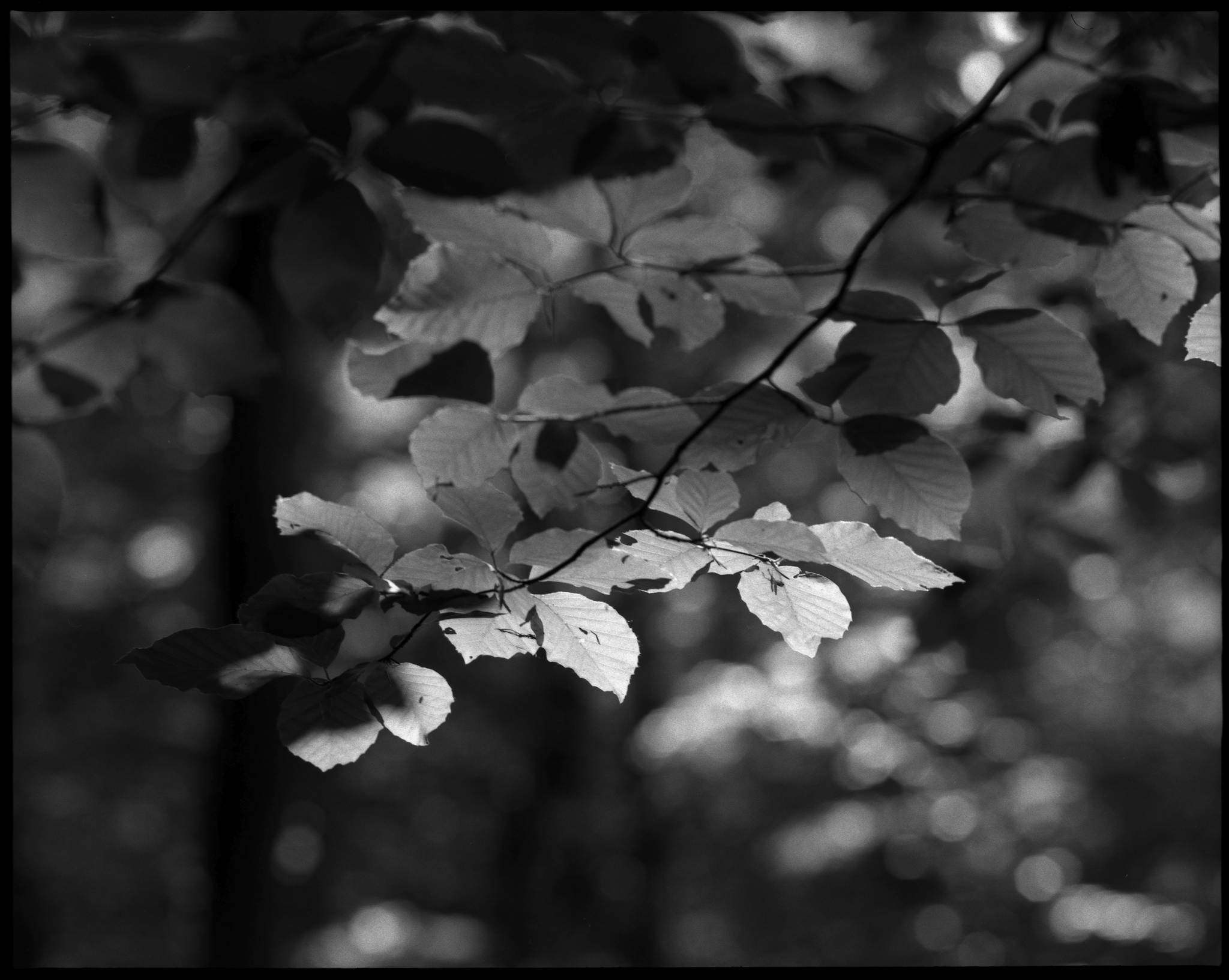 2017 06 03 pentax 6x7 07 35035635056 o