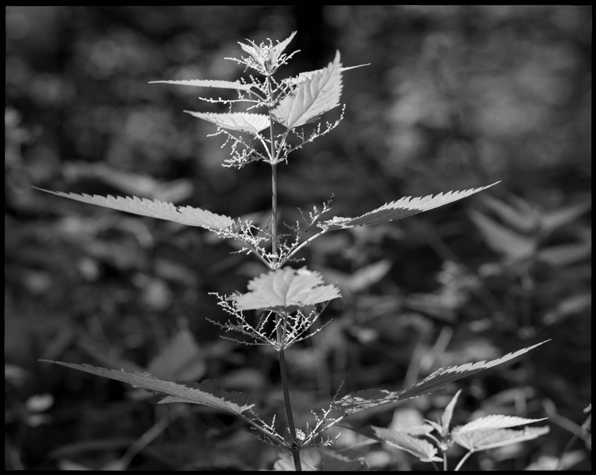 2017 06 03 pentax 6x7 08 34911761112 o